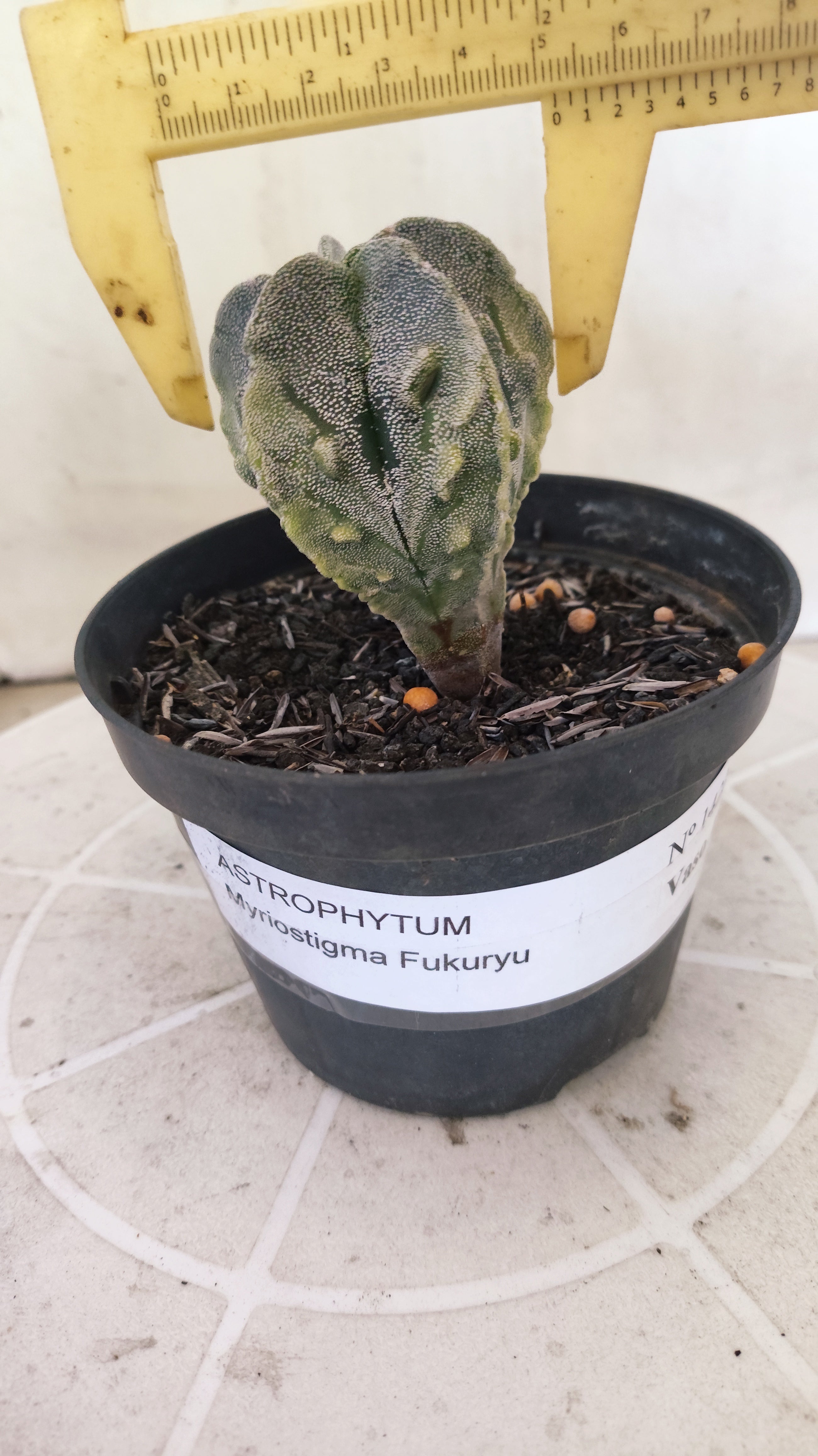 ASTROPHYTUM MYRIOSTIGMA cv KIKKO "Fukuryu - Variegata"  Nº 1422 – vaso 11