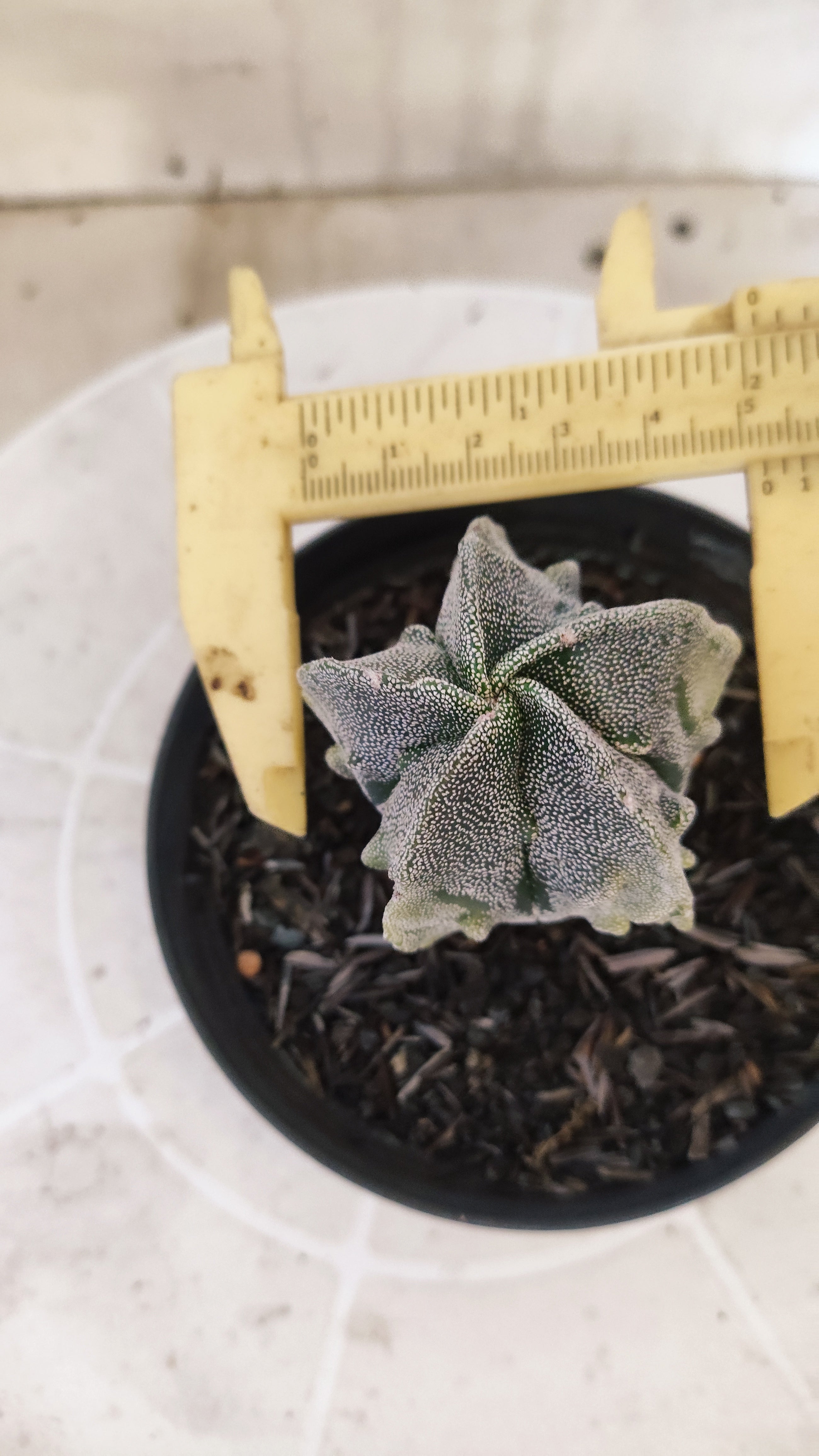 ASTROPHYTUM MYRIOSTIGMA cv KIKKO "Fukuryu - Variegata"  Nº 1422 – vaso 11