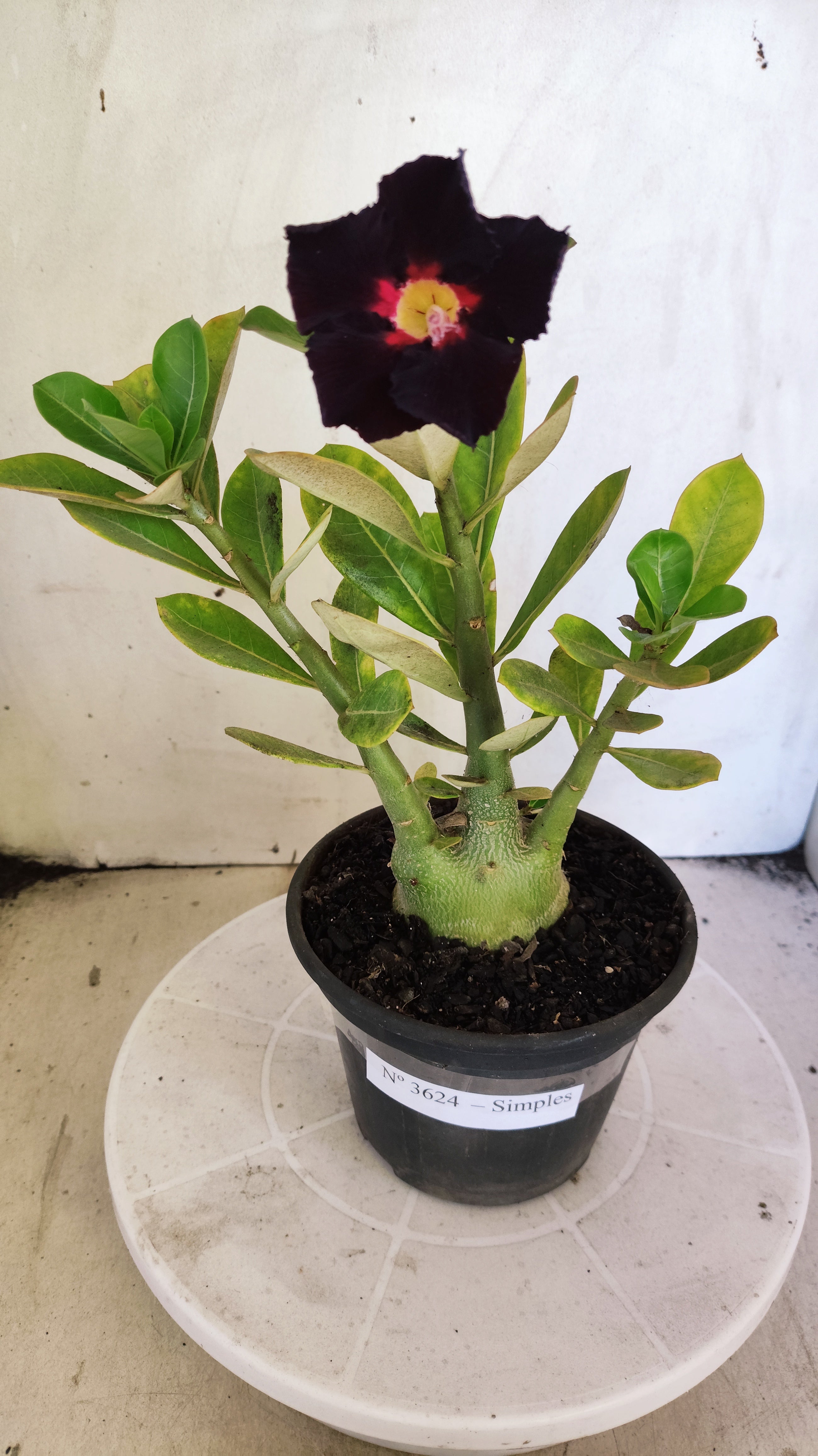 Planta Simples 3624 – 25cm – 02 anos - vaso 15