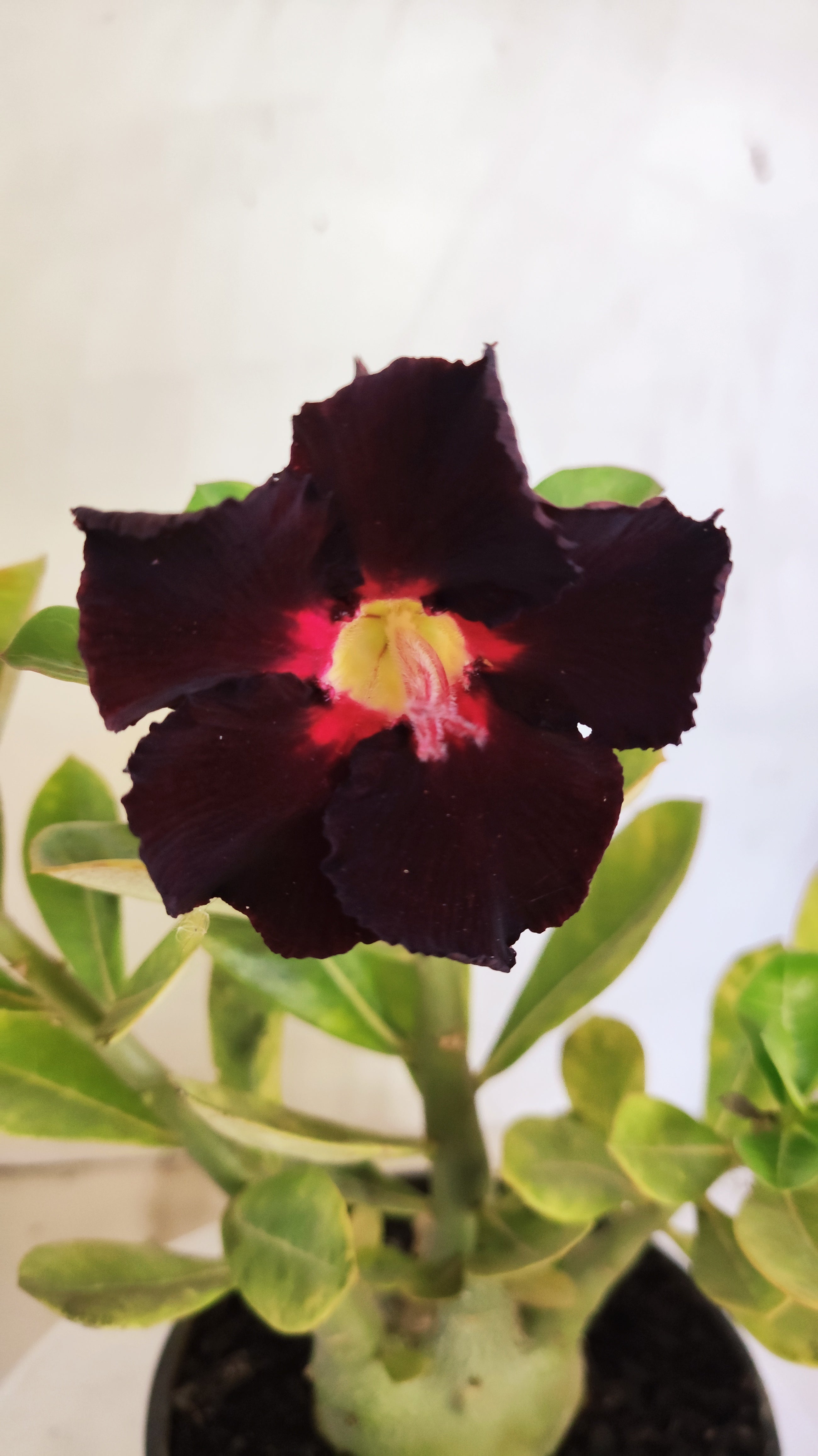 Planta Simples 3624 – 25cm – 02 anos - vaso 15