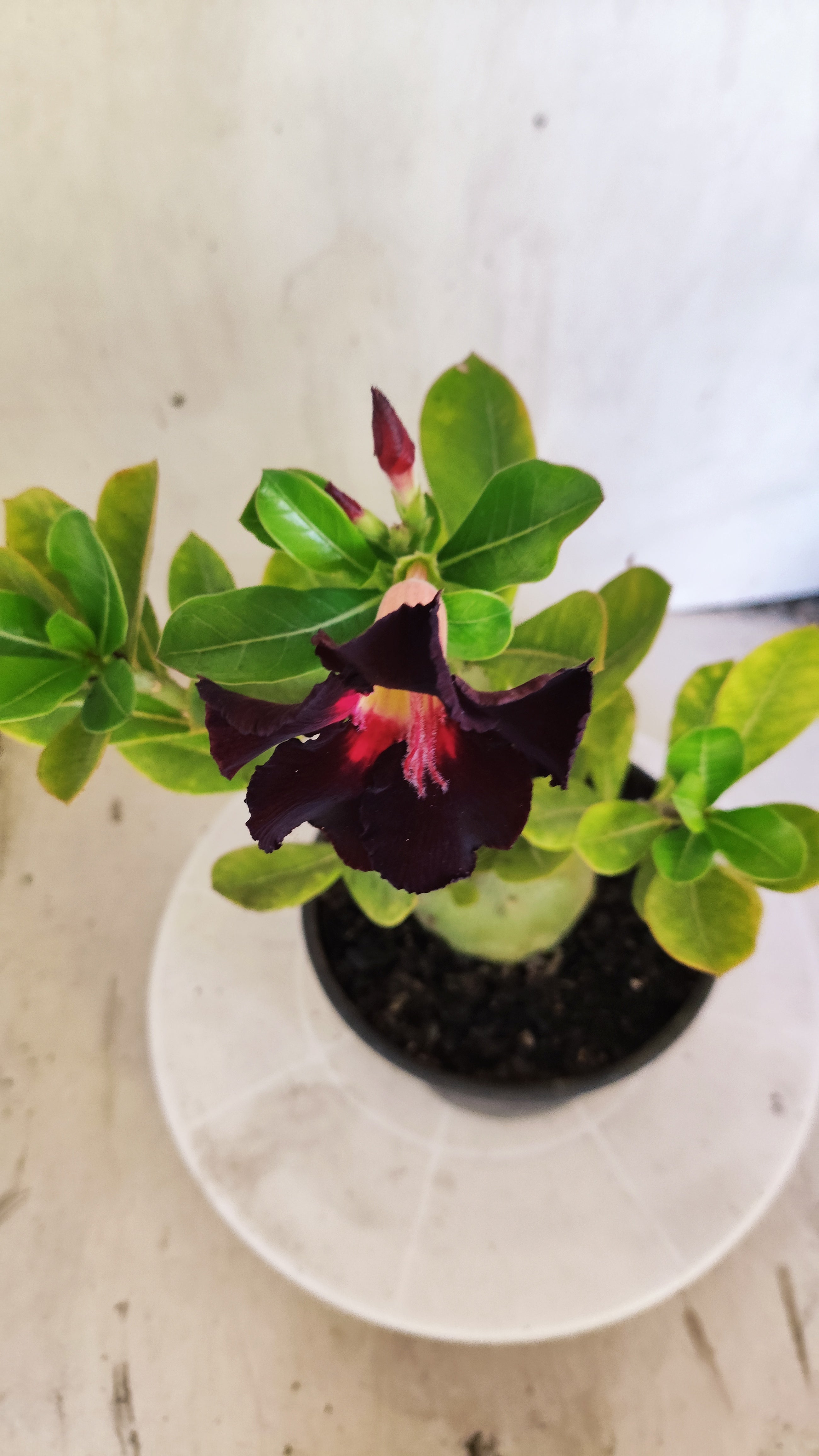 Planta Simples 3624 – 25cm – 02 anos - vaso 15