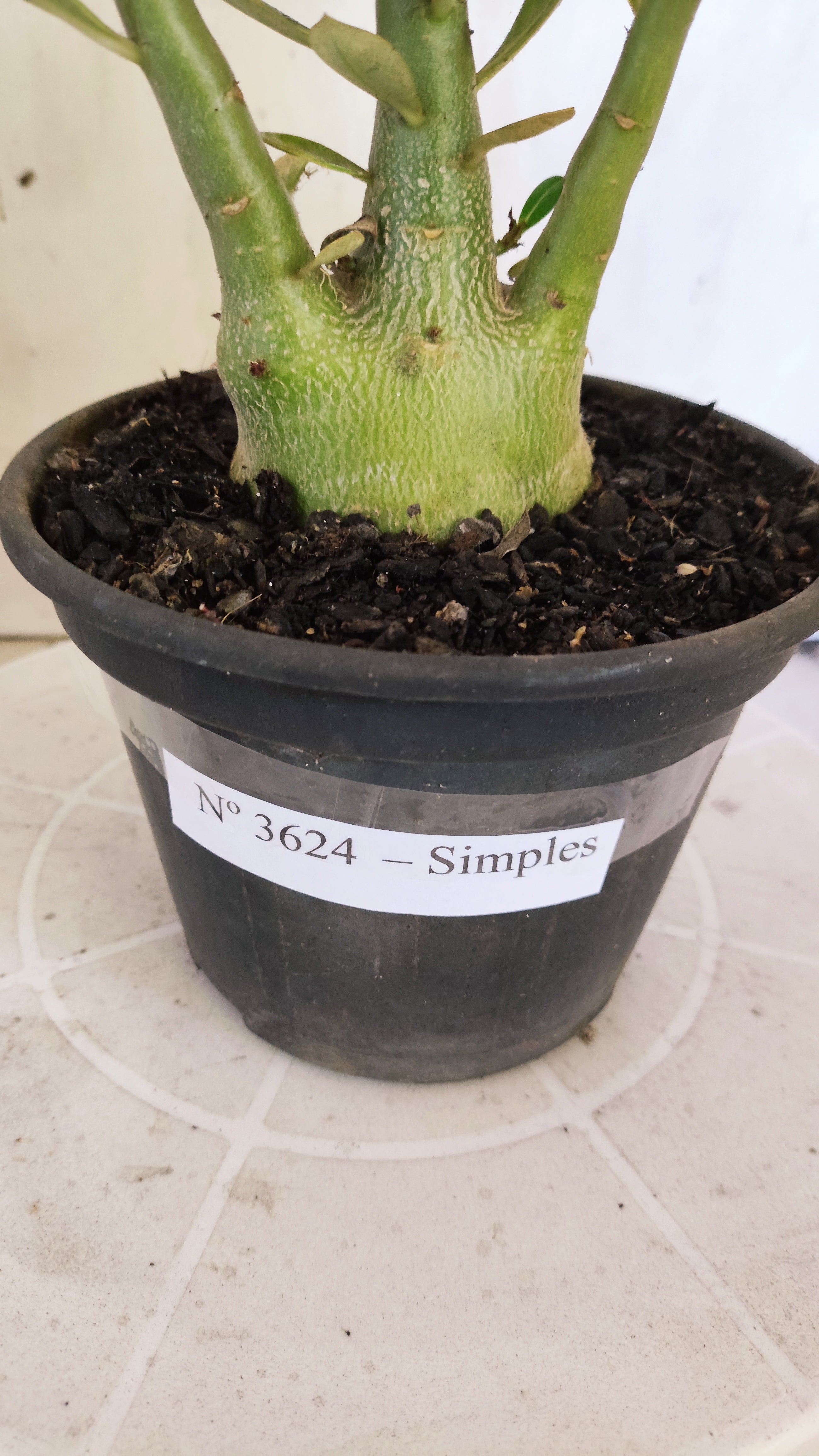 Planta Simples 3624 – 25cm – 02 anos - vaso 15