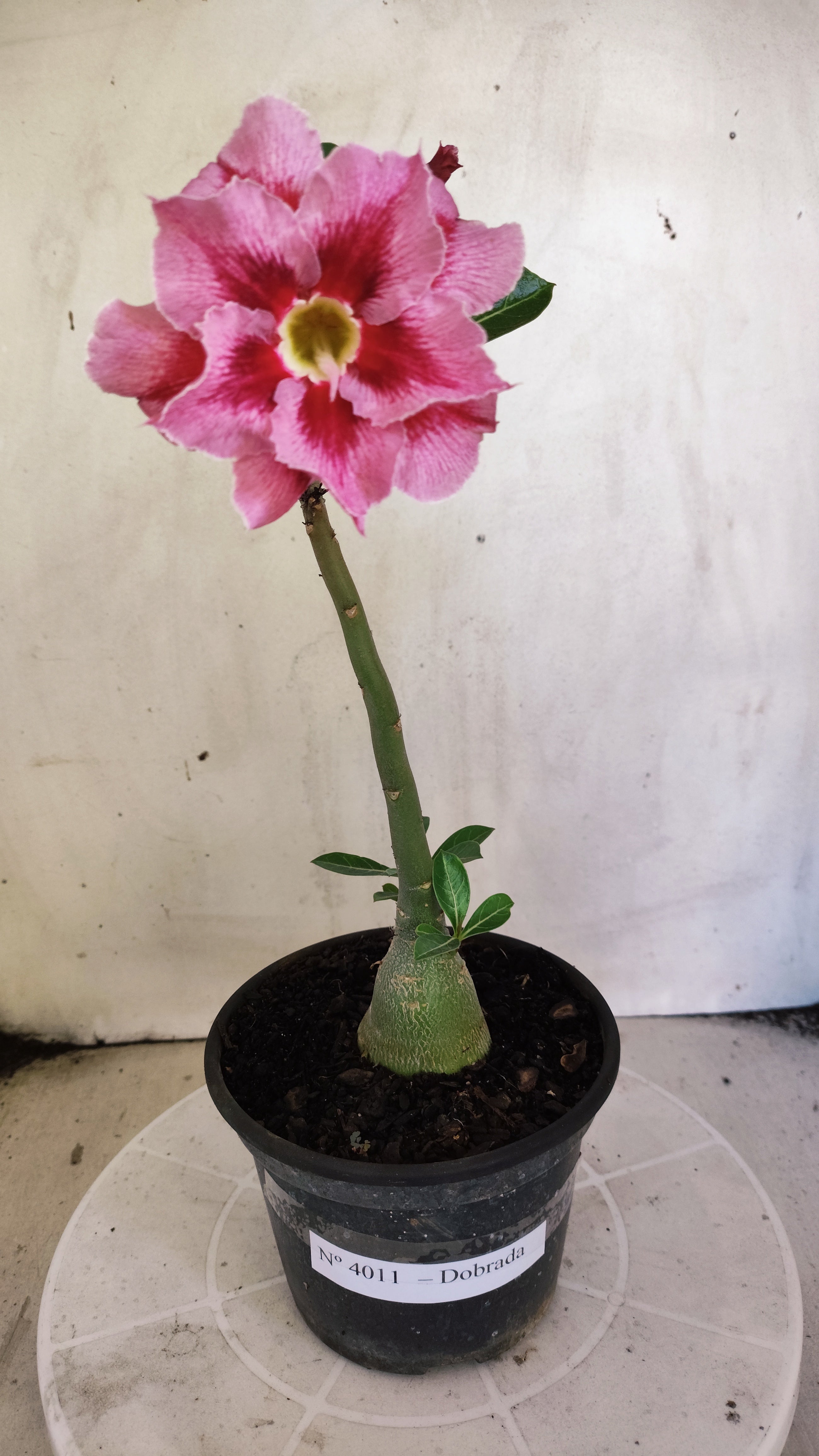 Planta Dobrada 4011 – 25cm – 01 ano - Vaso 15
