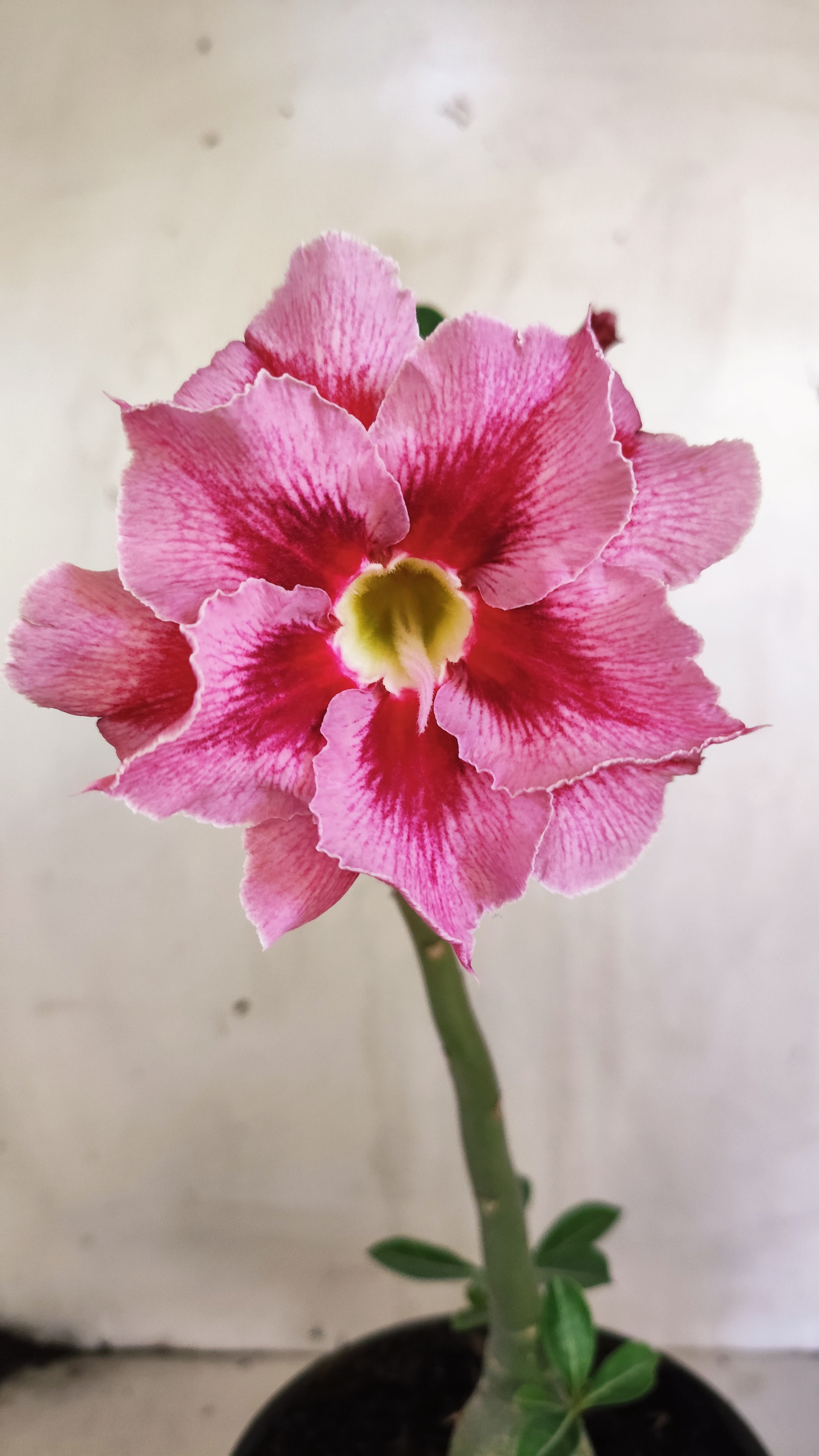 Planta Dobrada 4011 – 25cm – 01 ano - Vaso 15