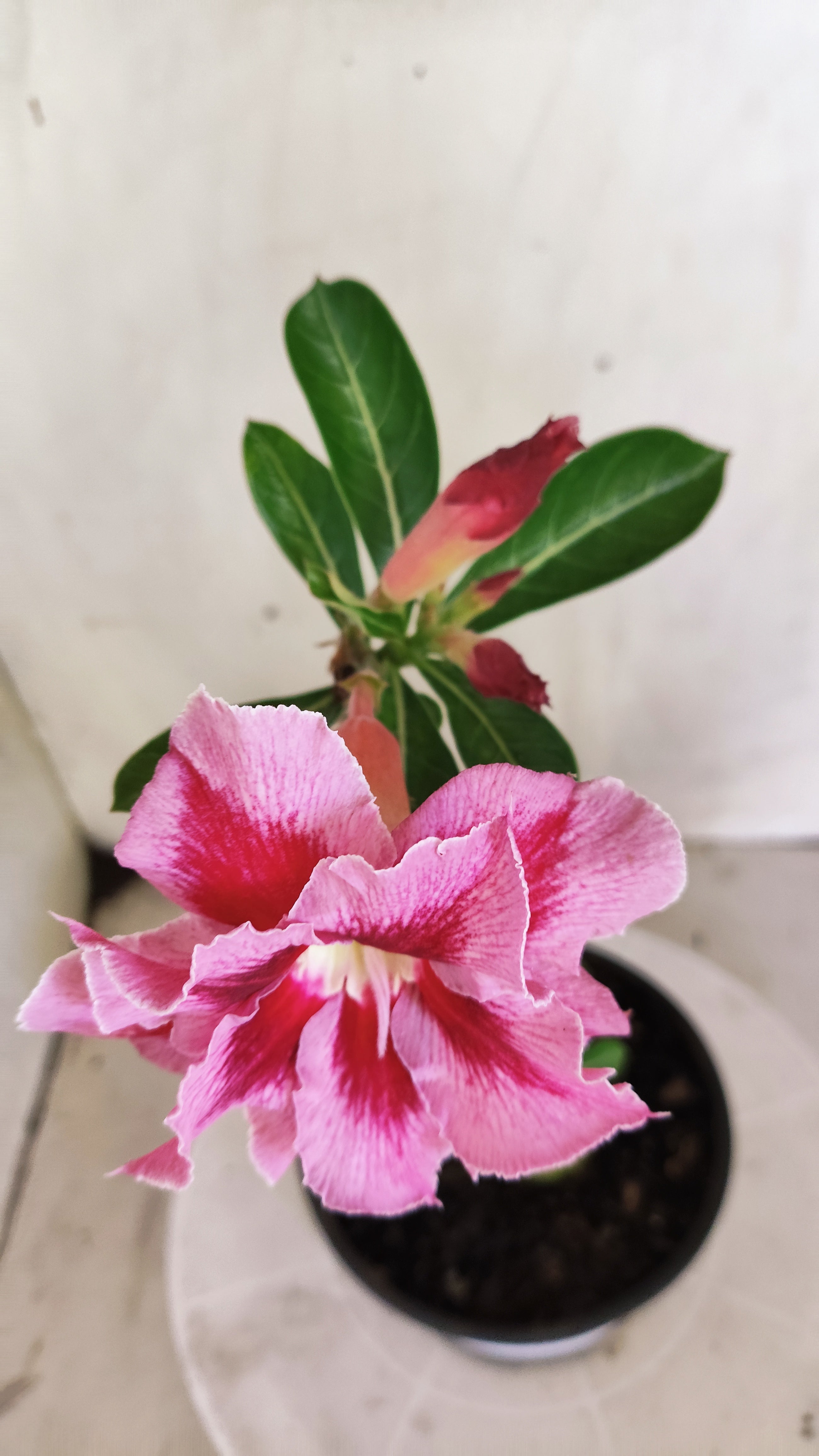 Planta Dobrada 4011 – 25cm – 01 ano - Vaso 15
