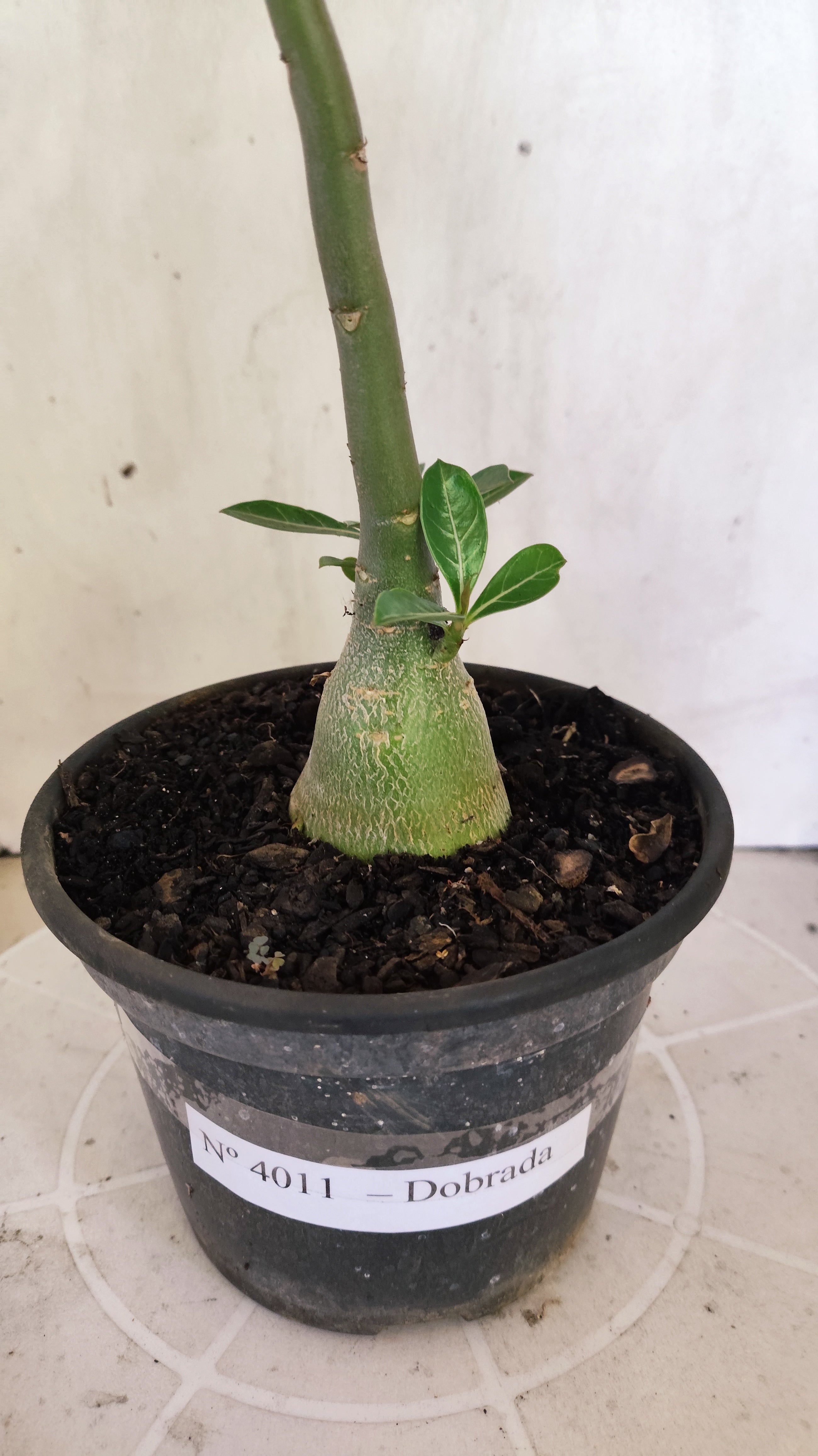 Planta Dobrada 4011 – 25cm – 01 ano - Vaso 15