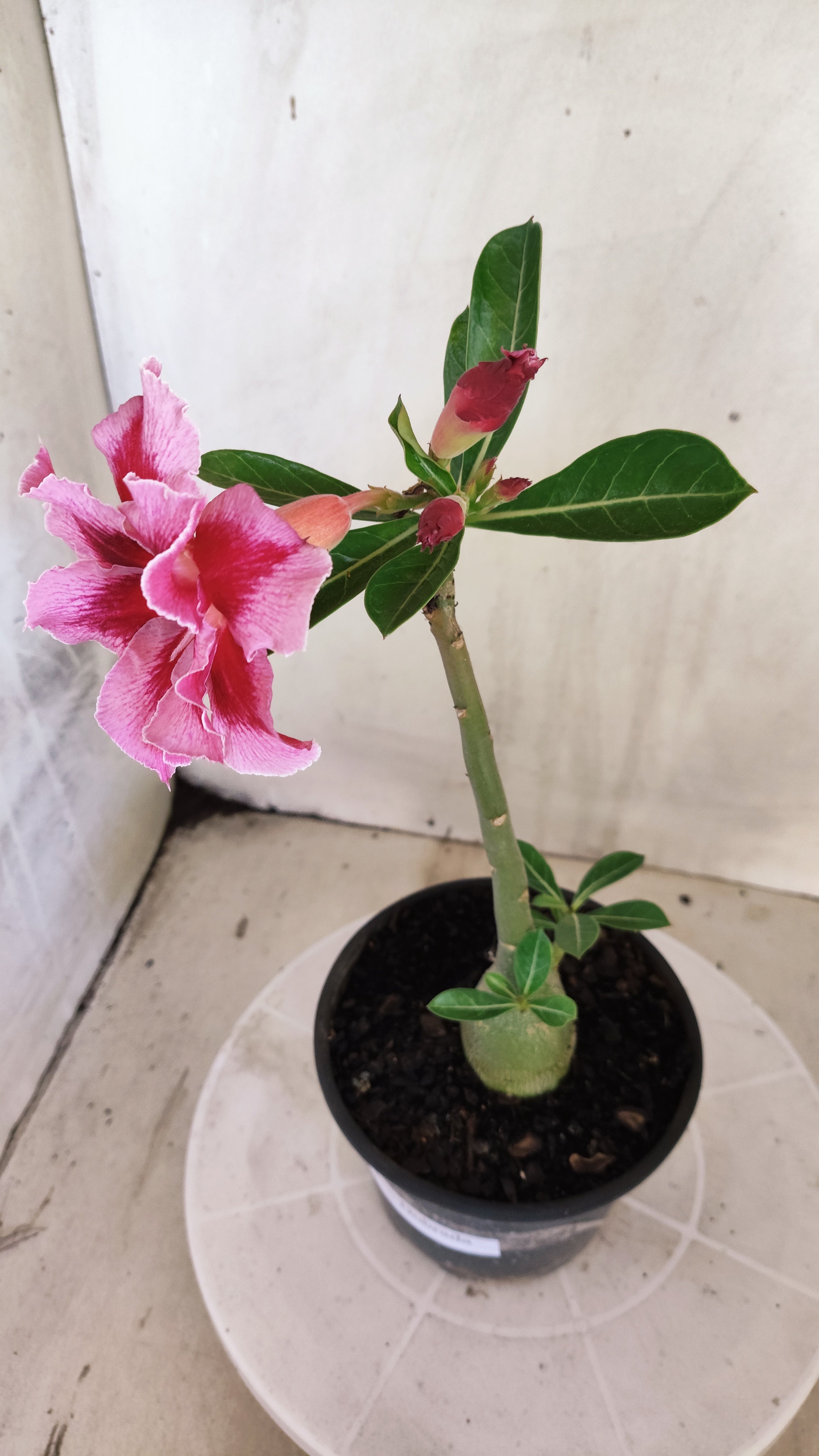 Planta Dobrada 4011 – 25cm – 01 ano - Vaso 15