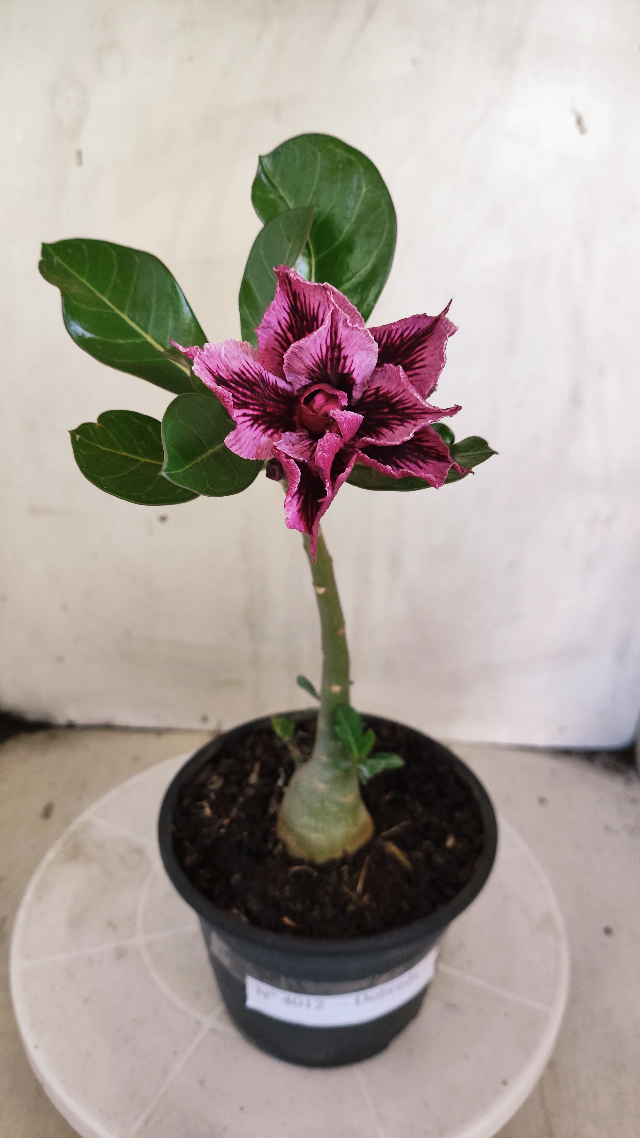 Planta Dobrada 4012 – 25cm – 01 ano - Vaso 15 (Cópia)