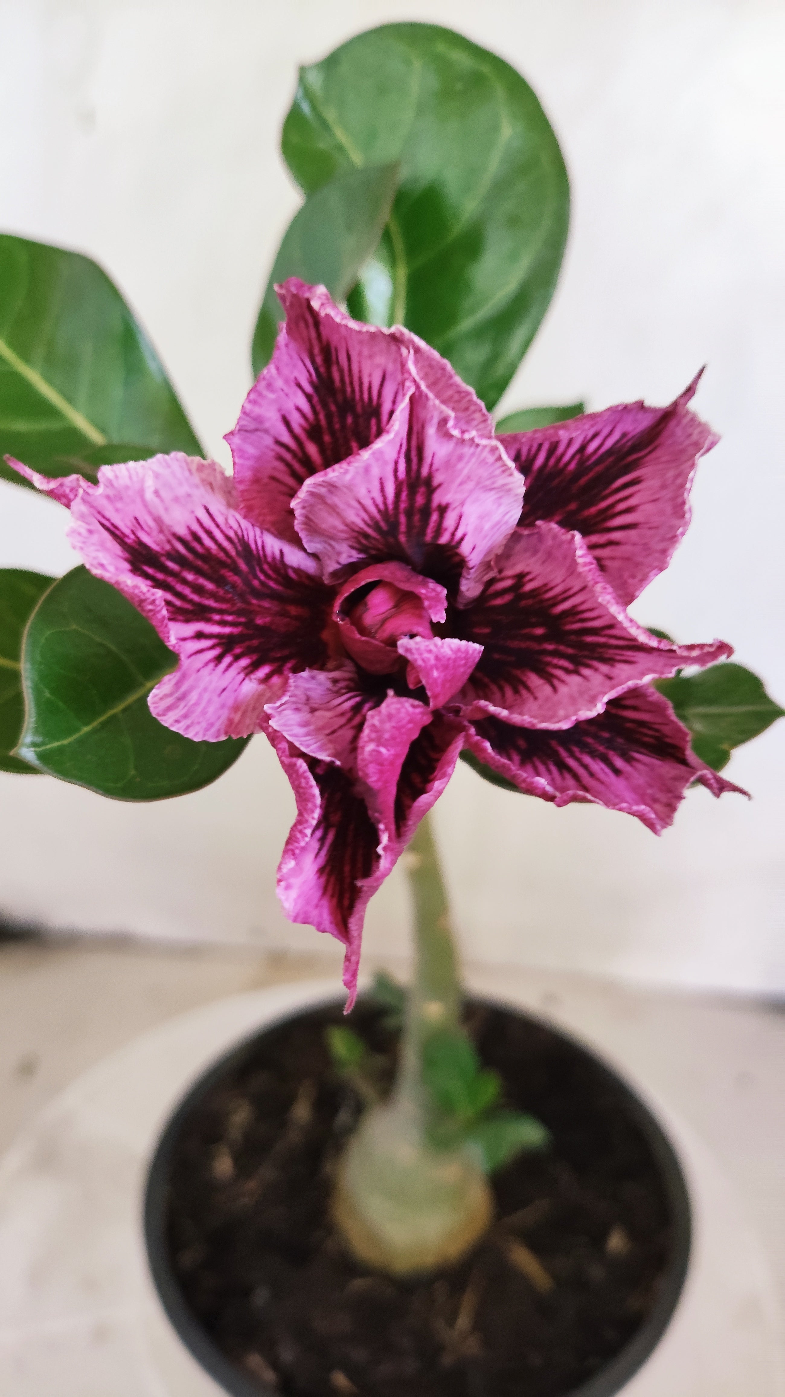 Planta Dobrada 4012 – 25cm – 01 ano - Vaso 15 (Cópia)