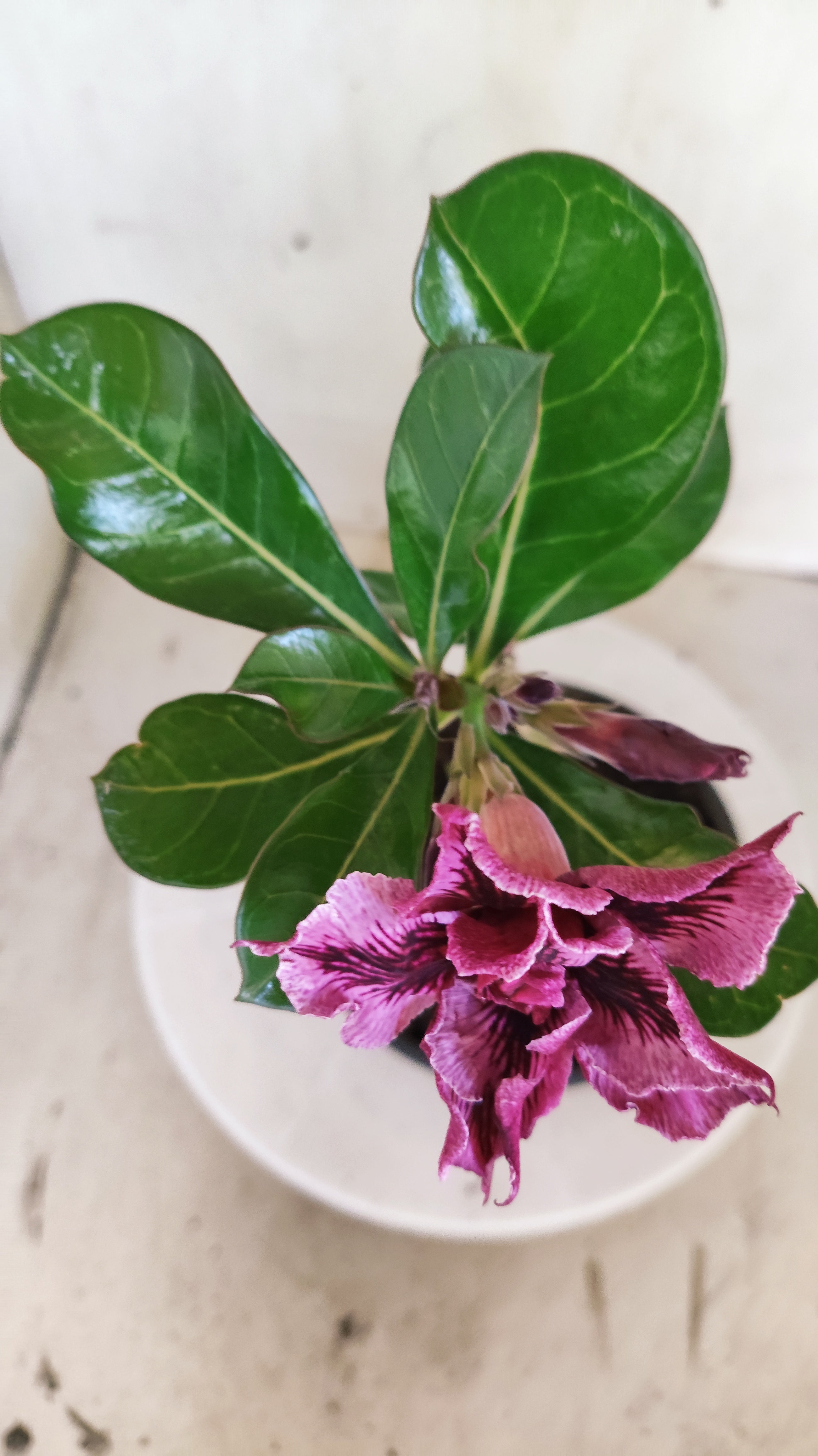 Planta Dobrada 4012 – 25cm – 01 ano - Vaso 15 (Cópia)
