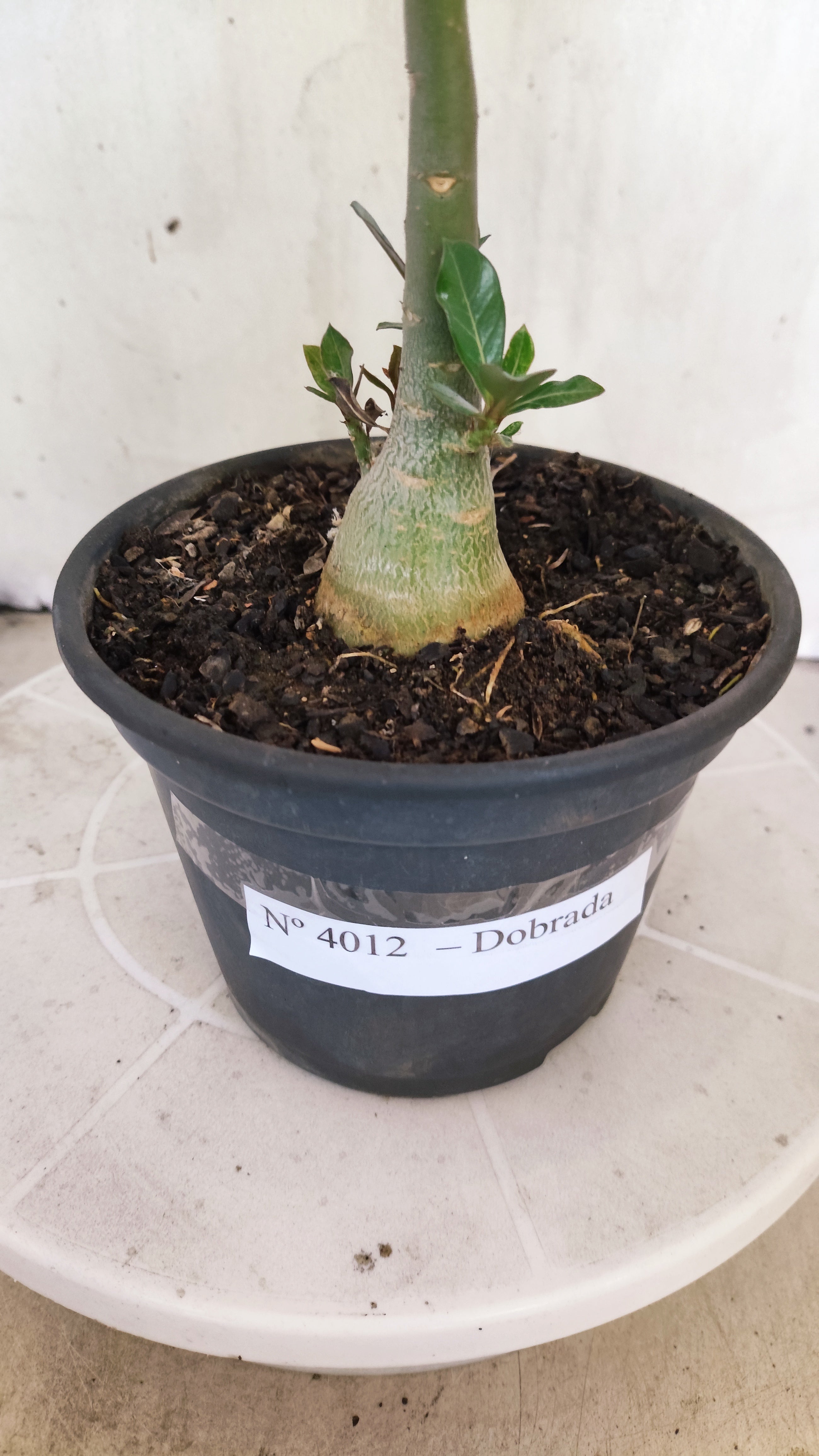 Planta Dobrada 4012 – 25cm – 01 ano - Vaso 15 (Cópia)