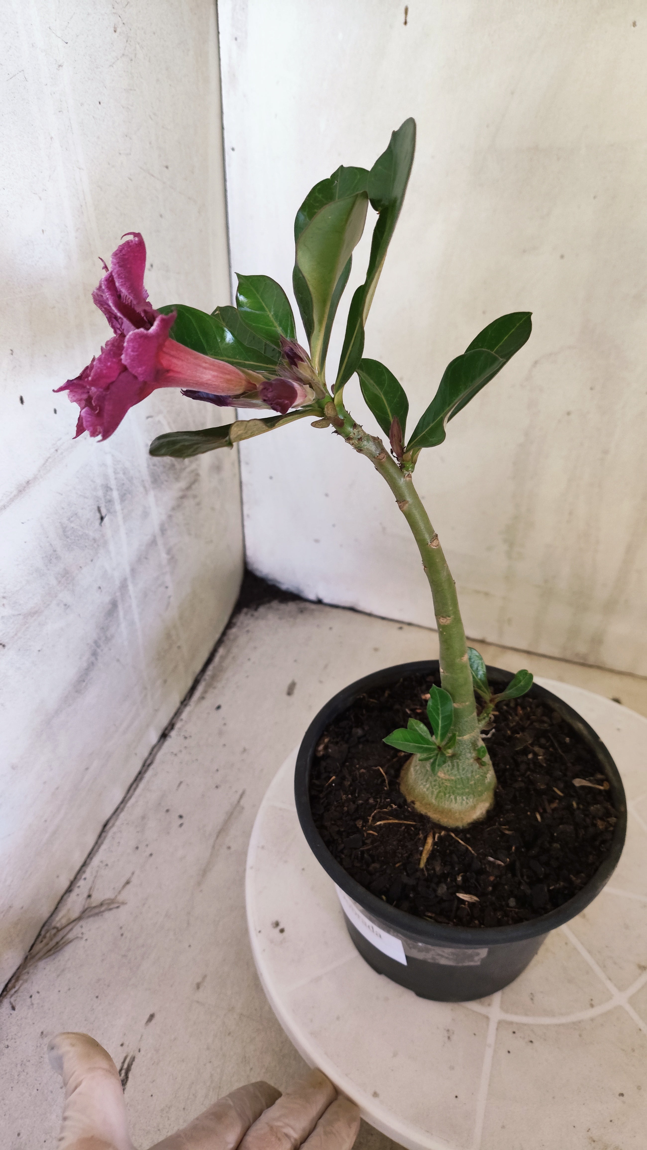 Planta Dobrada 4012 – 25cm – 01 ano - Vaso 15 (Cópia)