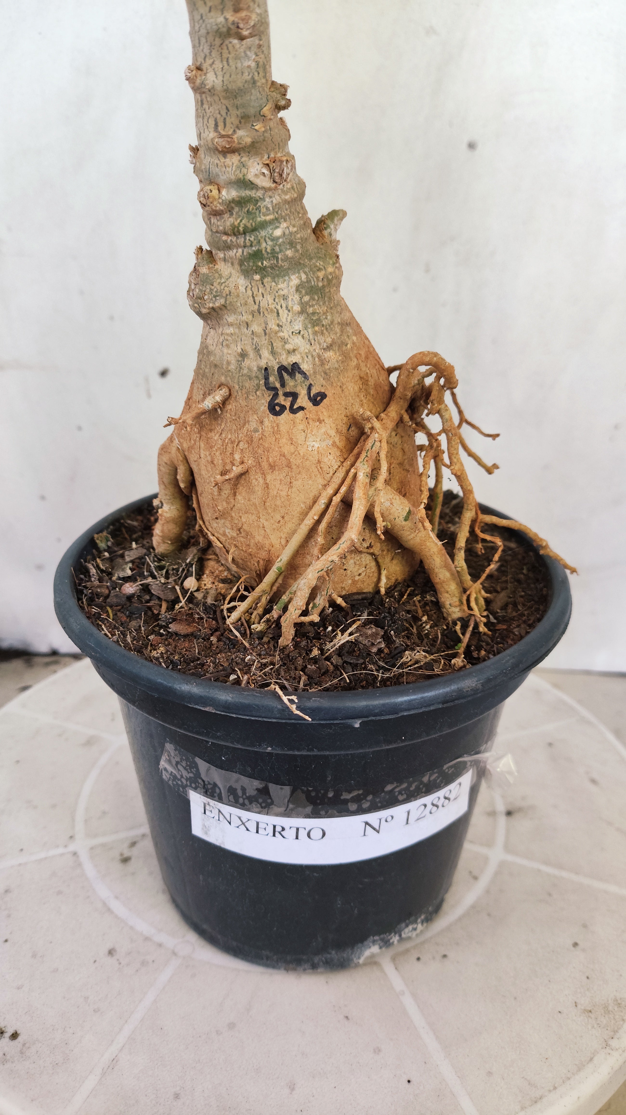 ENXERTO 12882 – 25cm (cor LM 626)