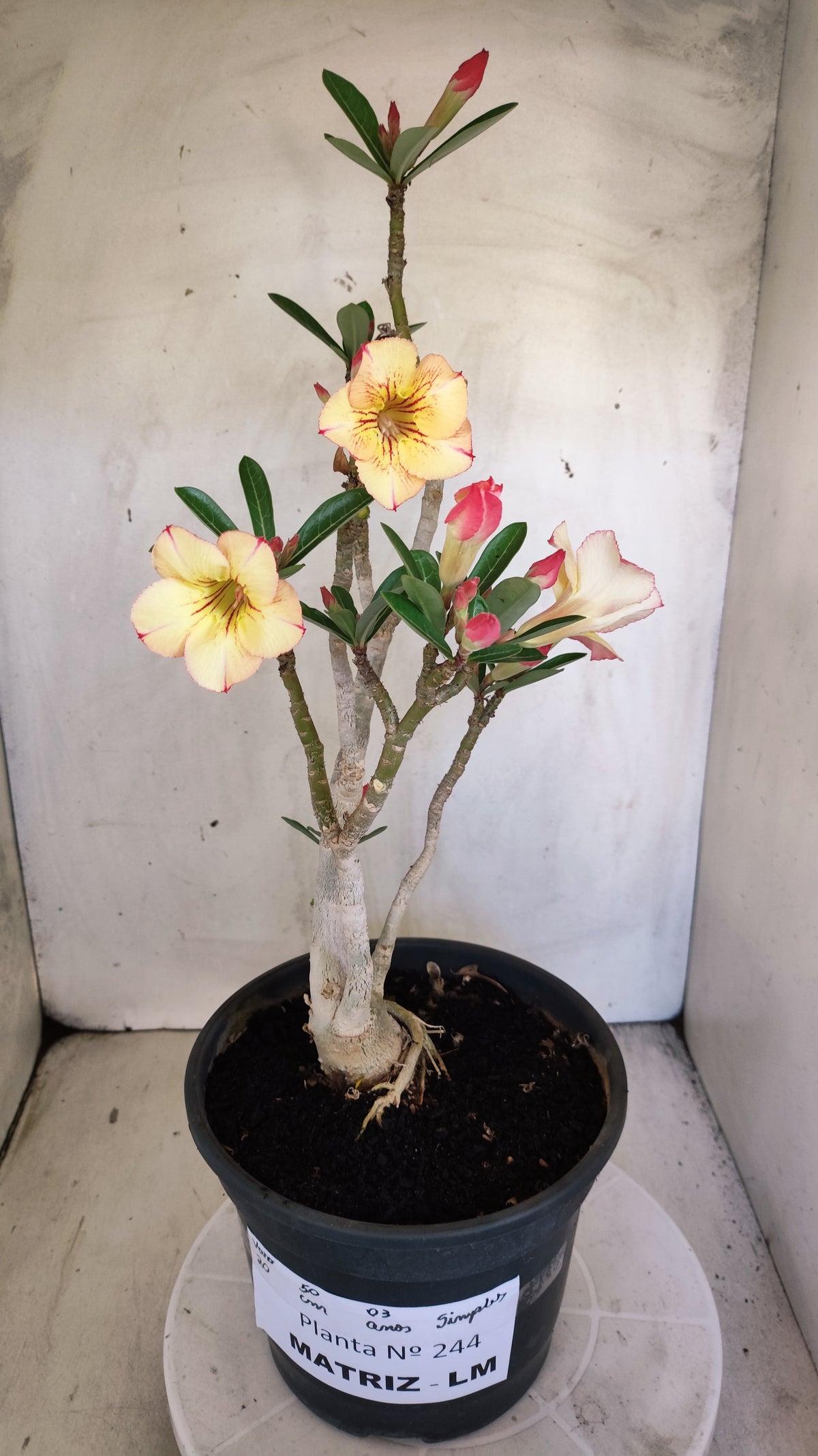 MATRIZ Planta Simples 244 – 50cm – 03 anos - Vaso 20