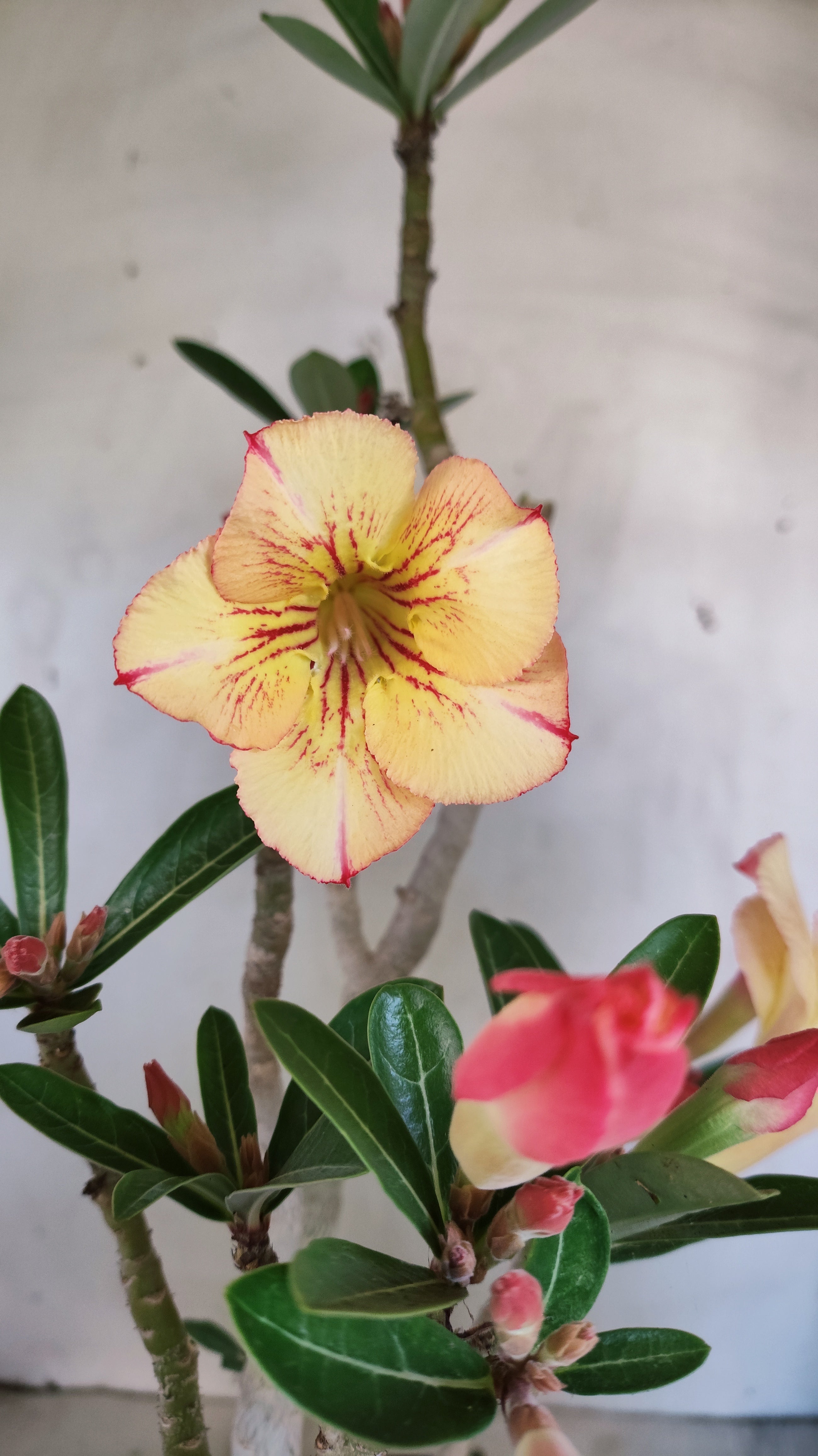MATRIZ Planta Simples 244 – 50cm – 03 anos - Vaso 20