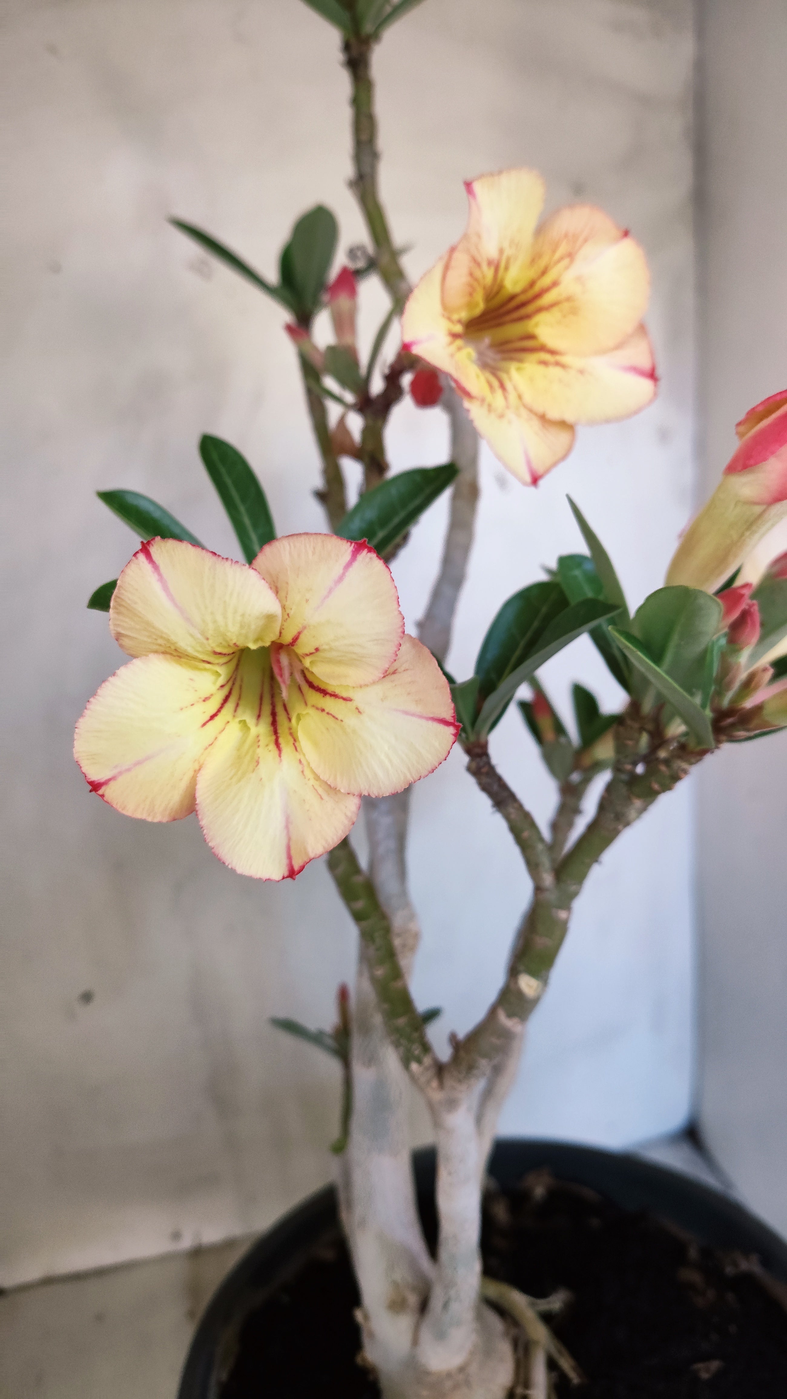MATRIZ Planta Simples 244 – 50cm – 03 anos - Vaso 20