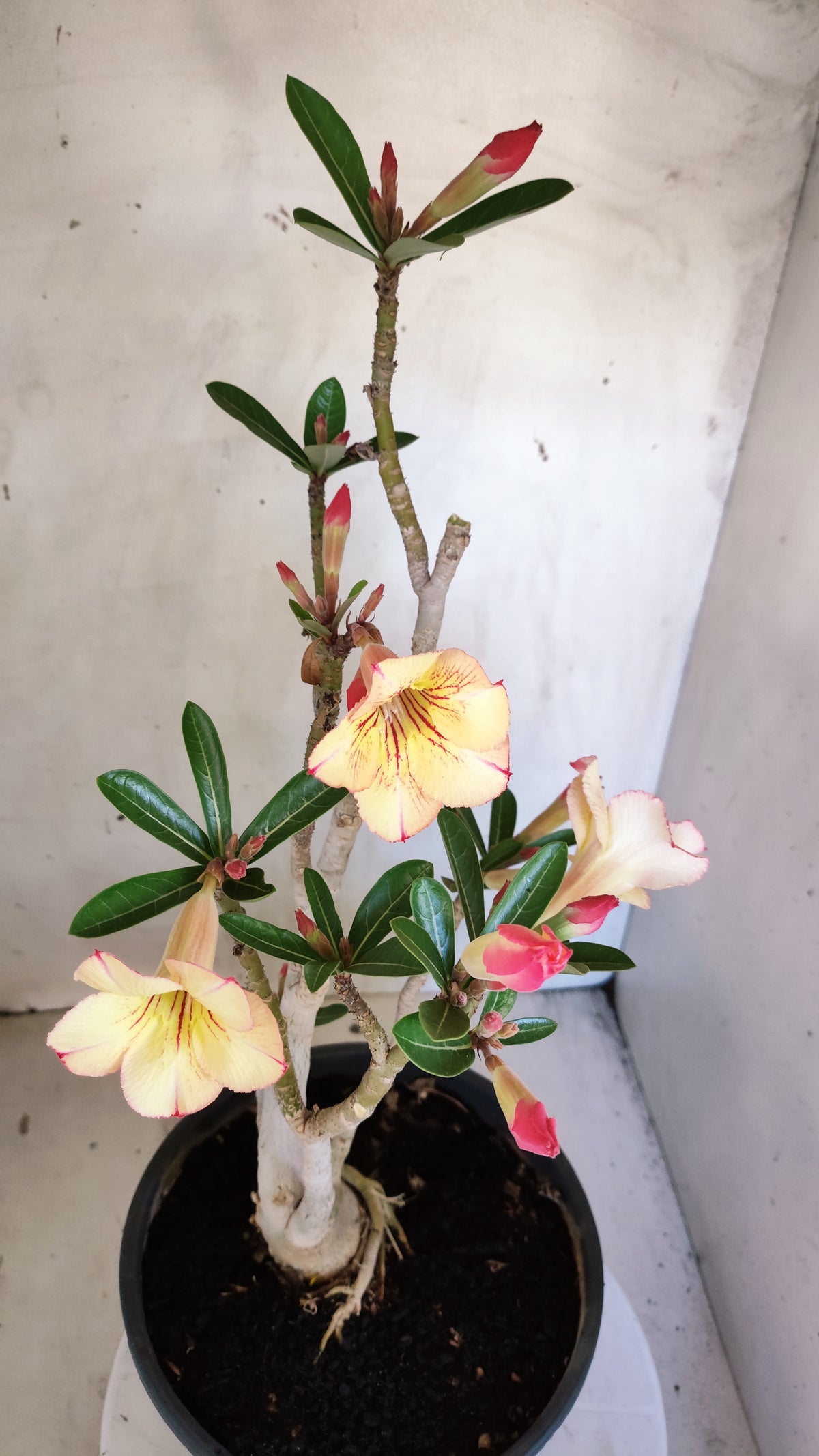 MATRIZ Planta Simples 244 – 50cm – 03 anos - Vaso 20
