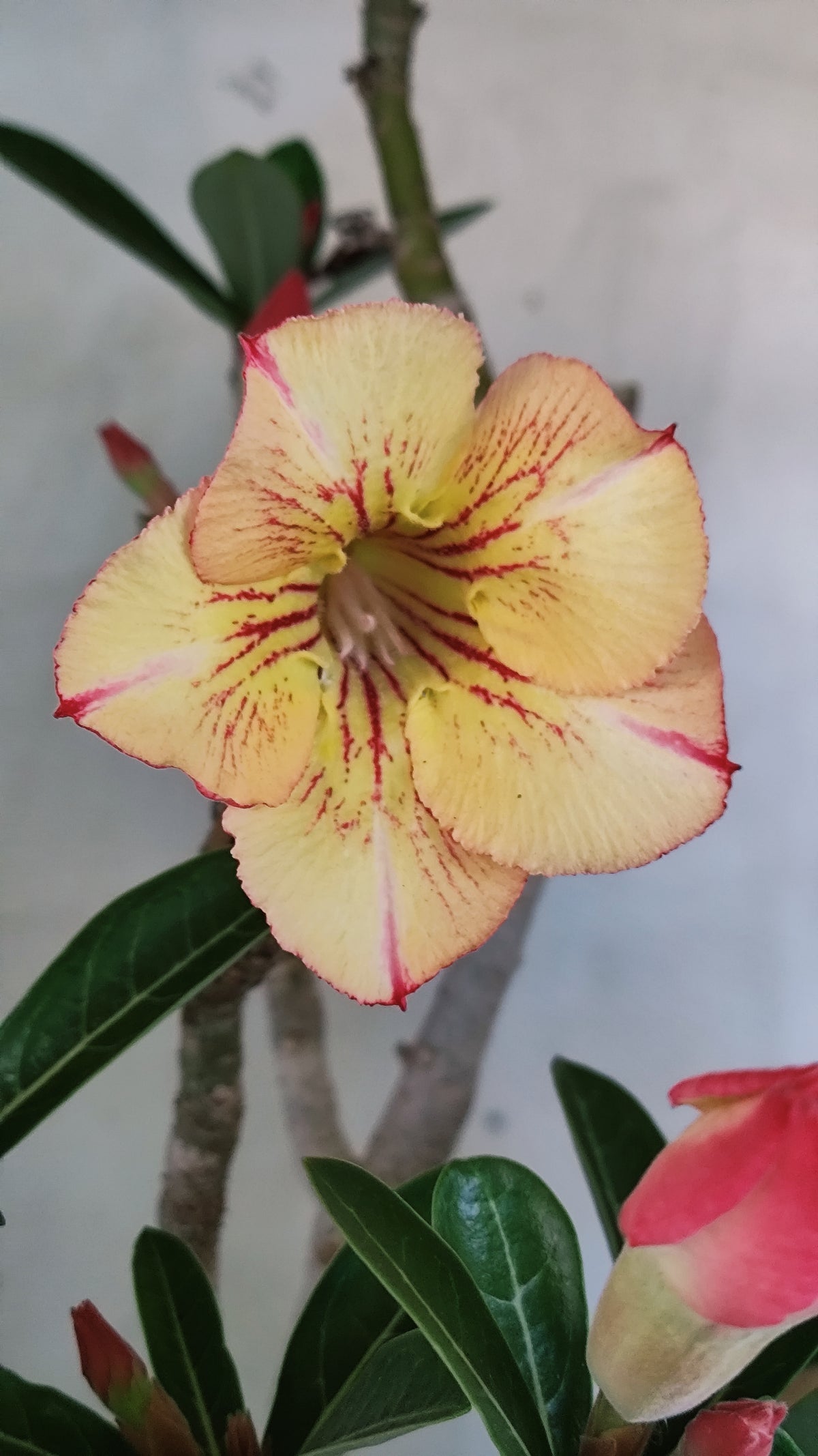 MATRIZ Planta Simples 244 – 50cm – 03 anos - Vaso 20