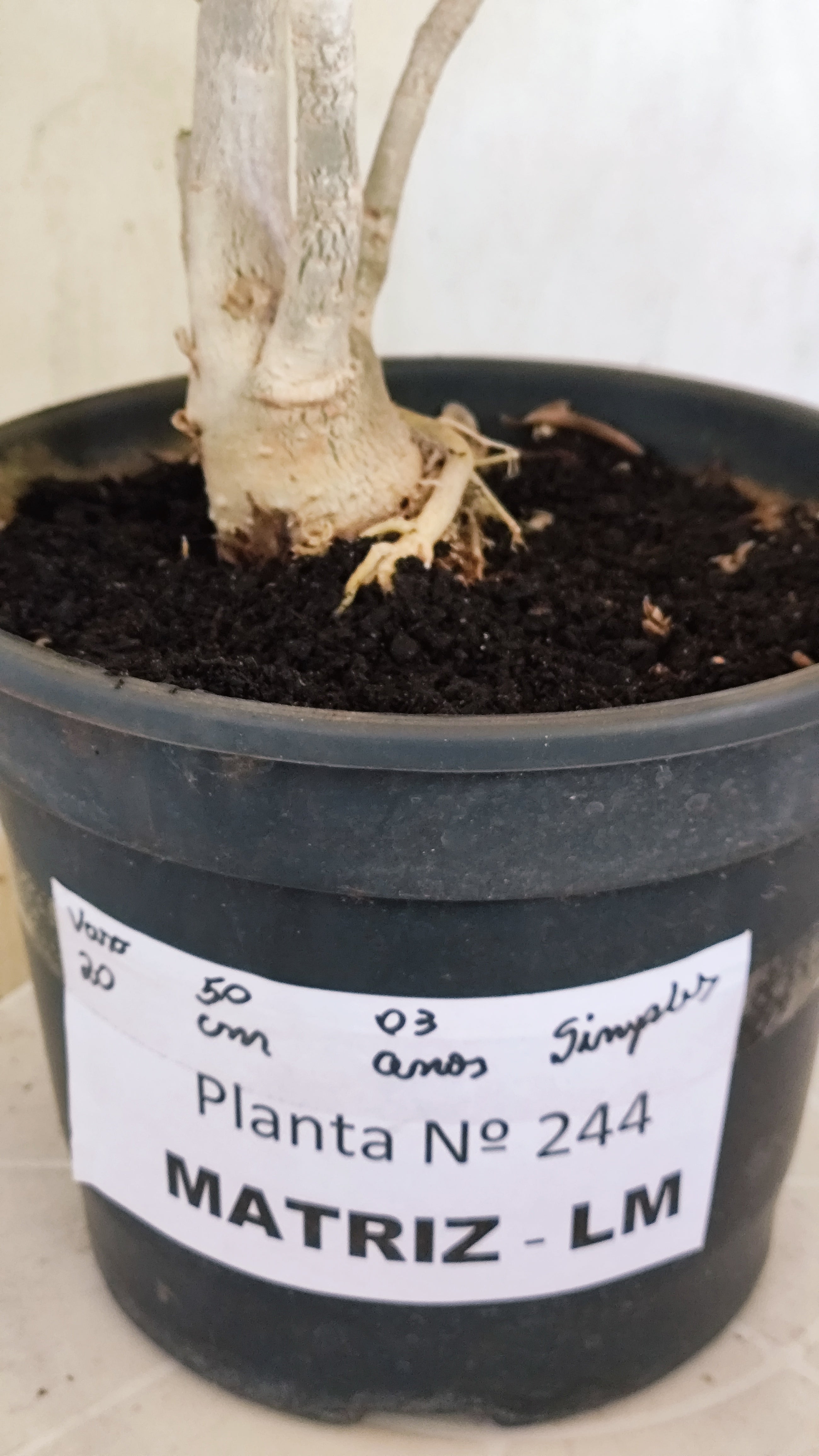 MATRIZ Planta Simples 244 – 50cm – 03 anos - Vaso 20