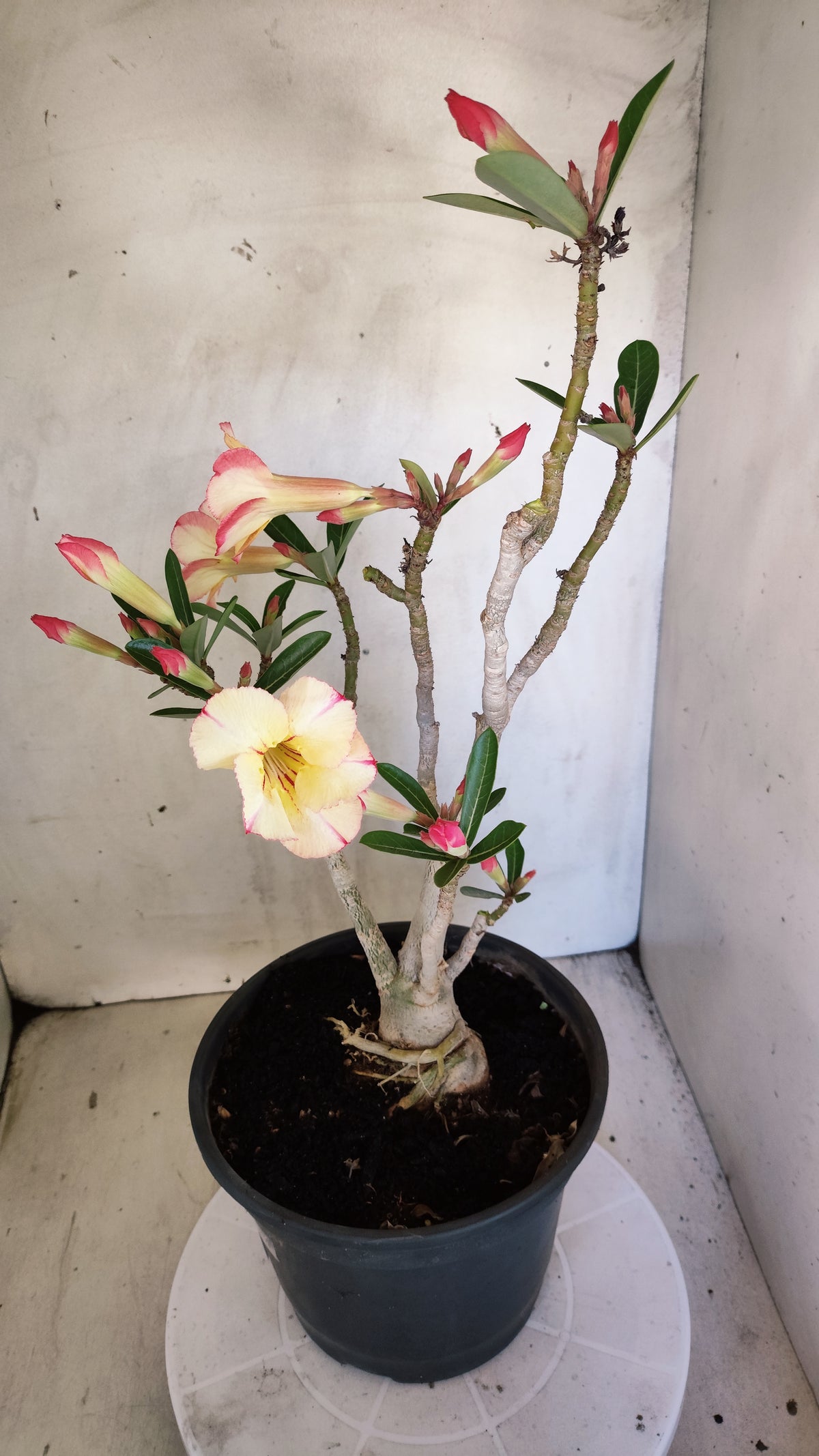 MATRIZ Planta Simples 244 – 50cm – 03 anos - Vaso 20