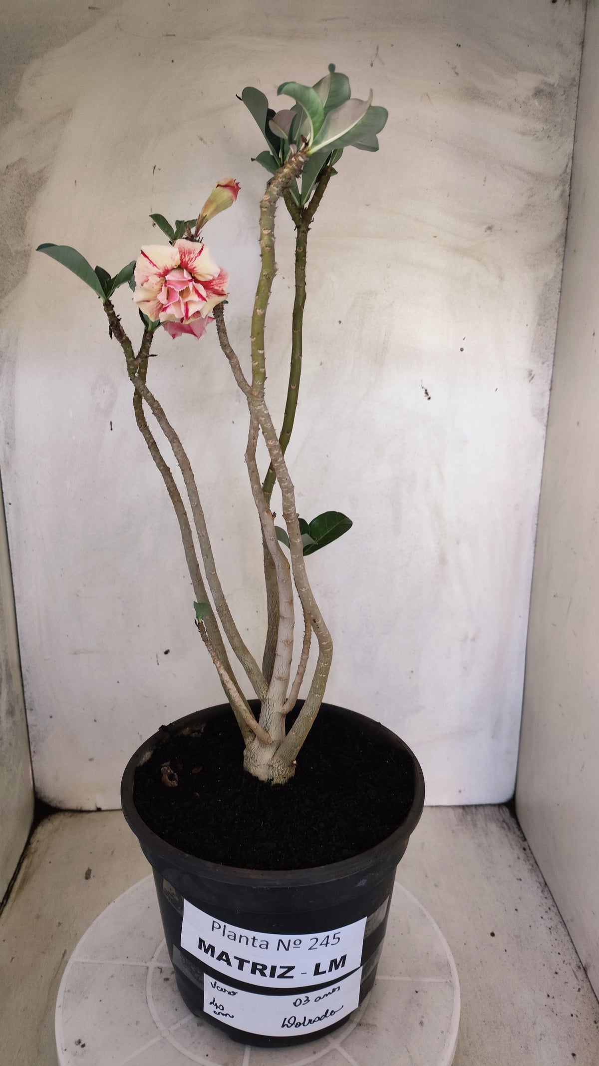 MATRIZ Planta Dobrada 245 –  40cm – 03 anos - Vaso 20