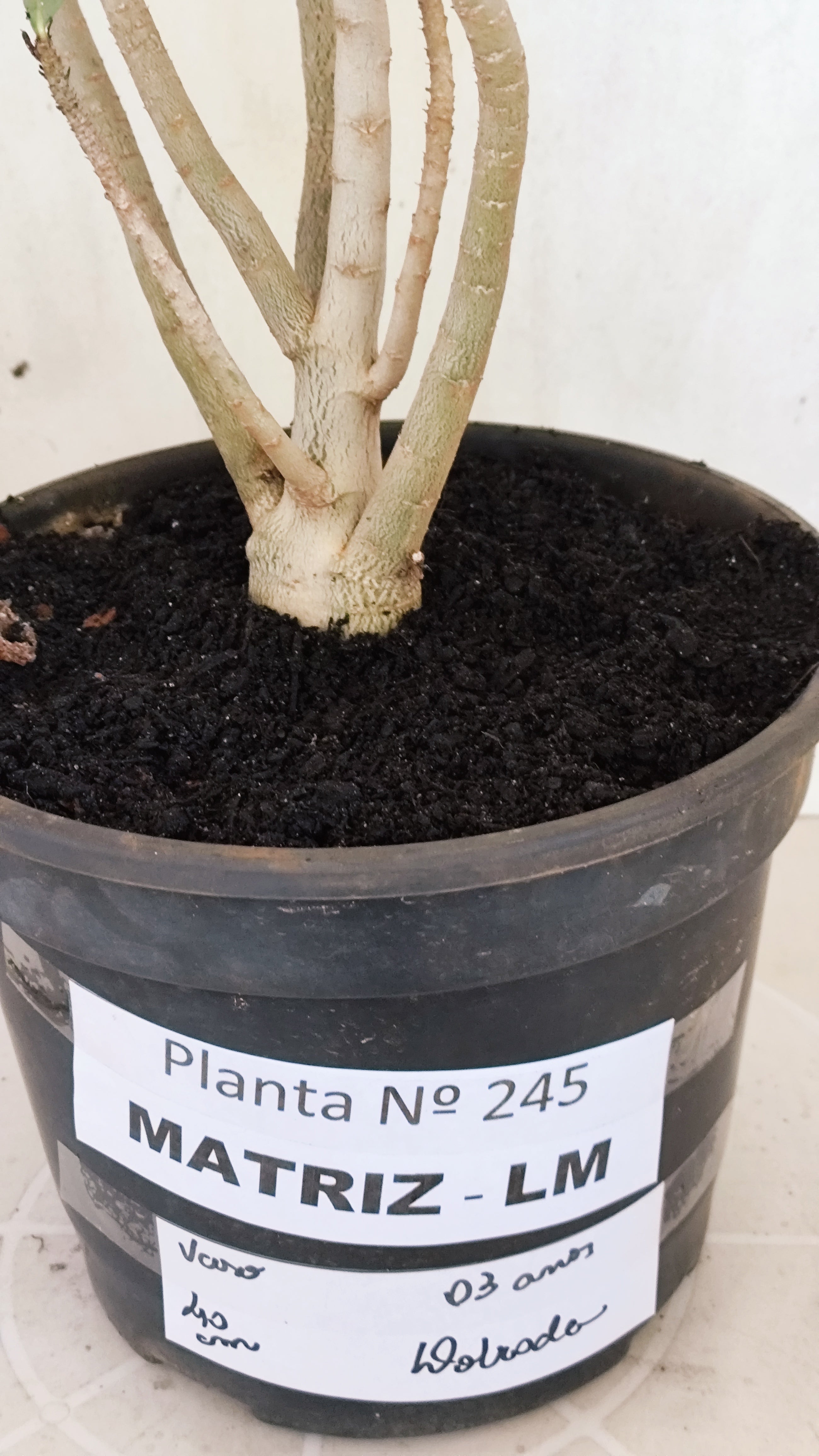 MATRIZ Planta Dobrada 245 –  40cm – 03 anos - Vaso 20