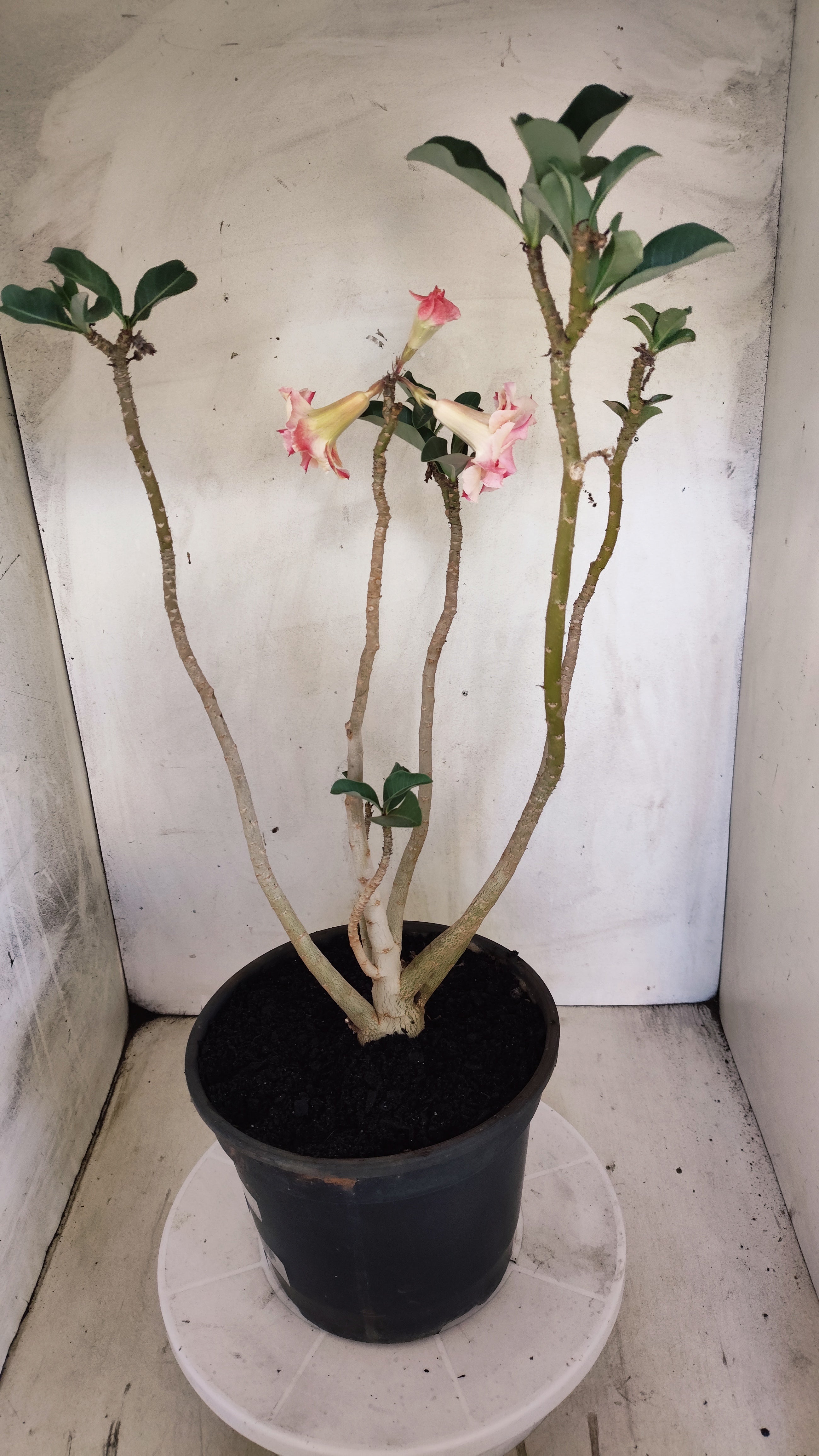 MATRIZ Planta Dobrada 245 –  40cm – 03 anos - Vaso 20