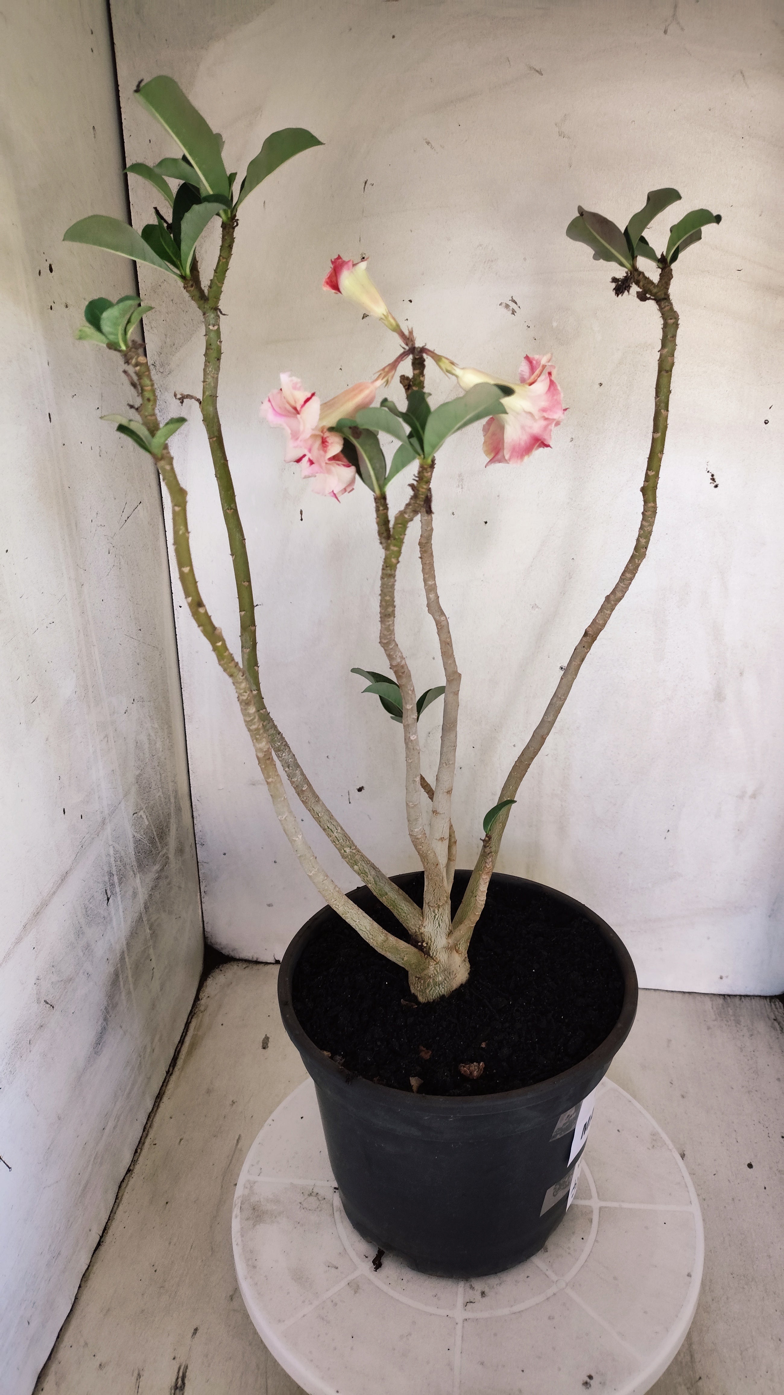 MATRIZ Planta Dobrada 245 –  40cm – 03 anos - Vaso 20
