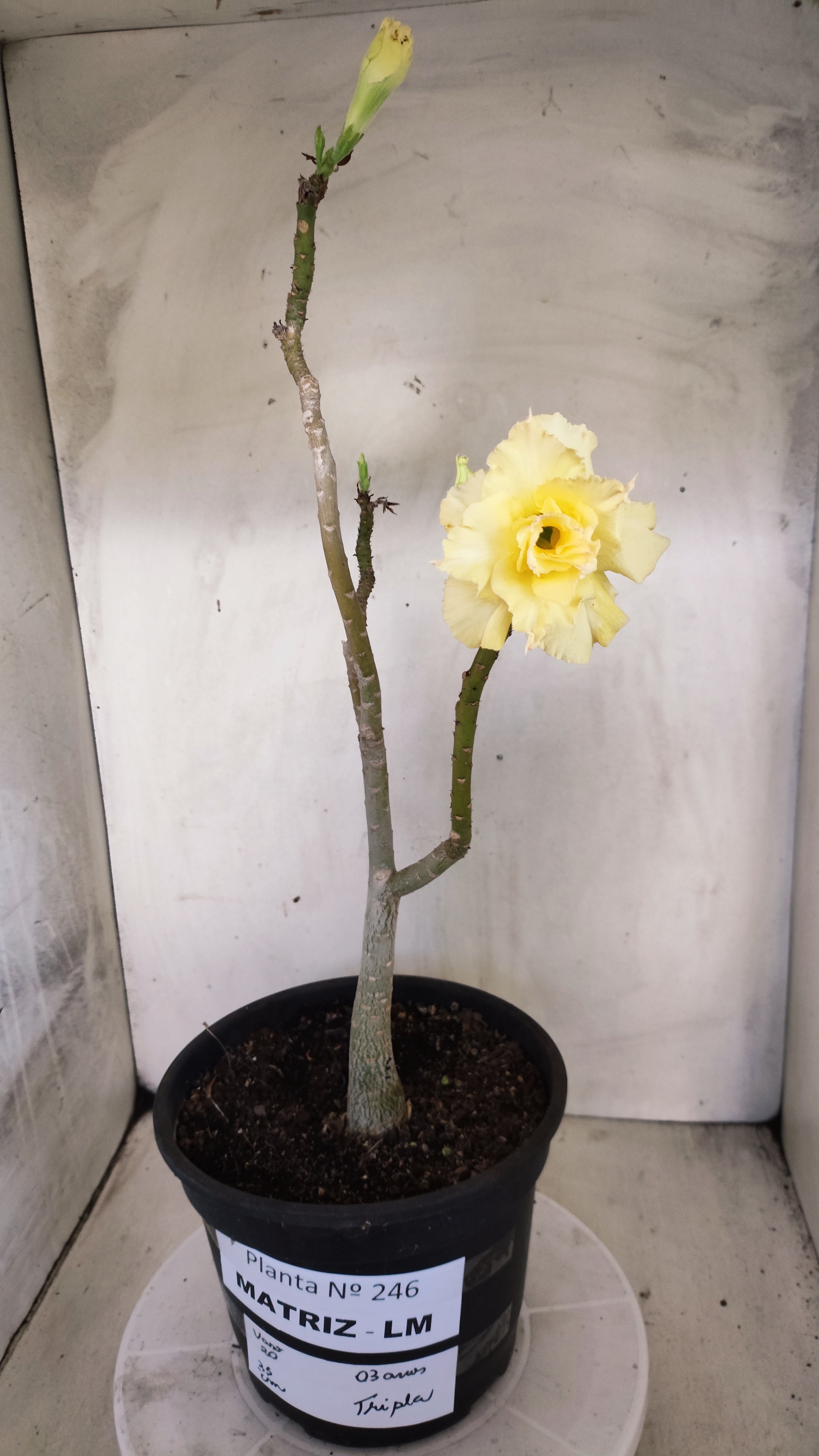 MATRIZ Planta Dobrada 246 – 35cm – 03 anos - Vaso 20