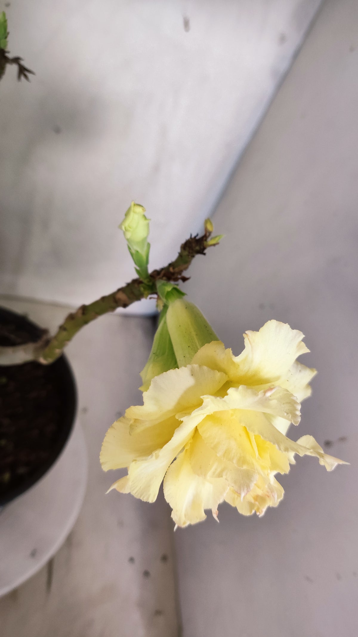 MATRIZ Planta Dobrada 246 – 35cm – 03 anos - Vaso 20