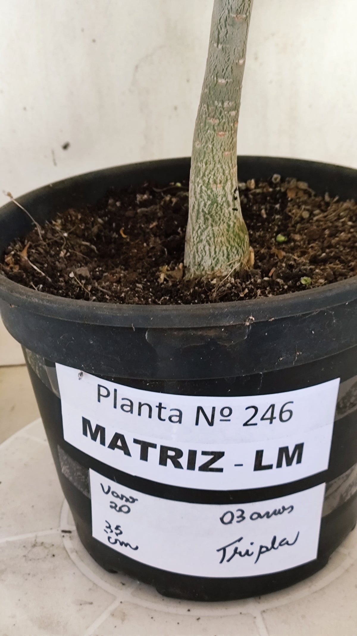 MATRIZ Planta Dobrada 246 – 35cm – 03 anos - Vaso 20