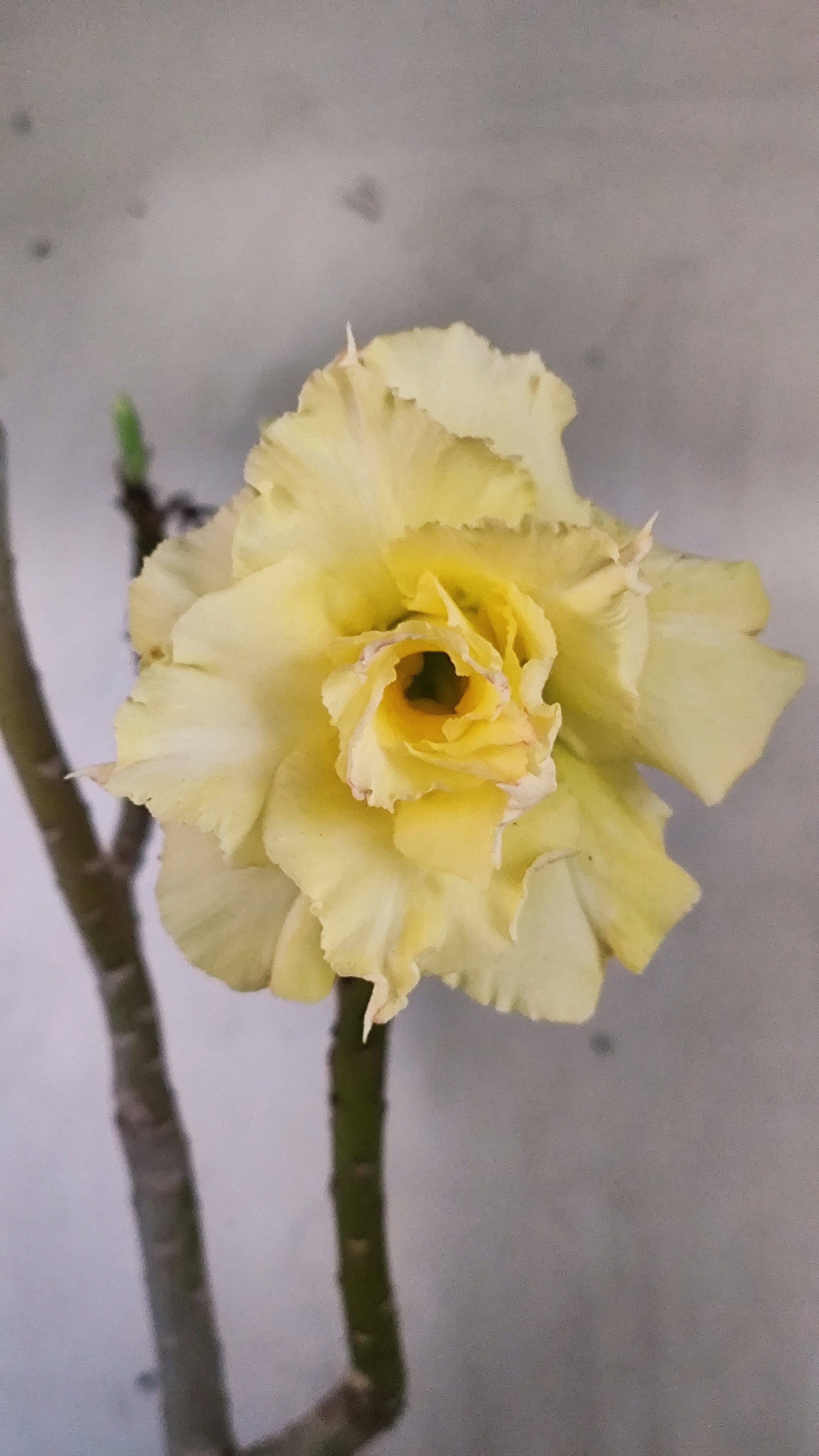 MATRIZ Planta Dobrada 246 – 35cm – 03 anos - Vaso 20