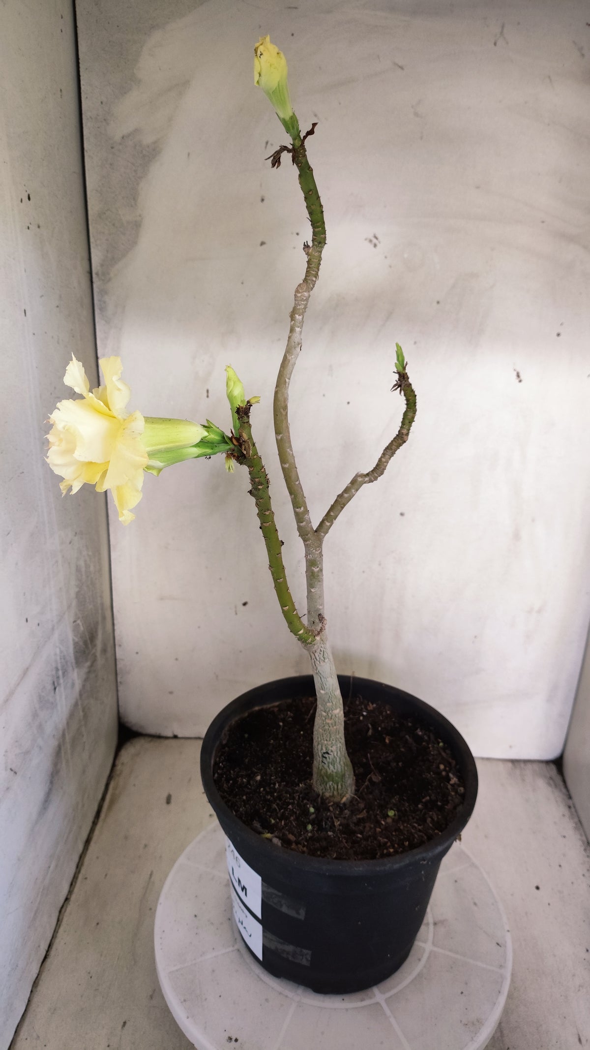 MATRIZ Planta Dobrada 246 – 35cm – 03 anos - Vaso 20