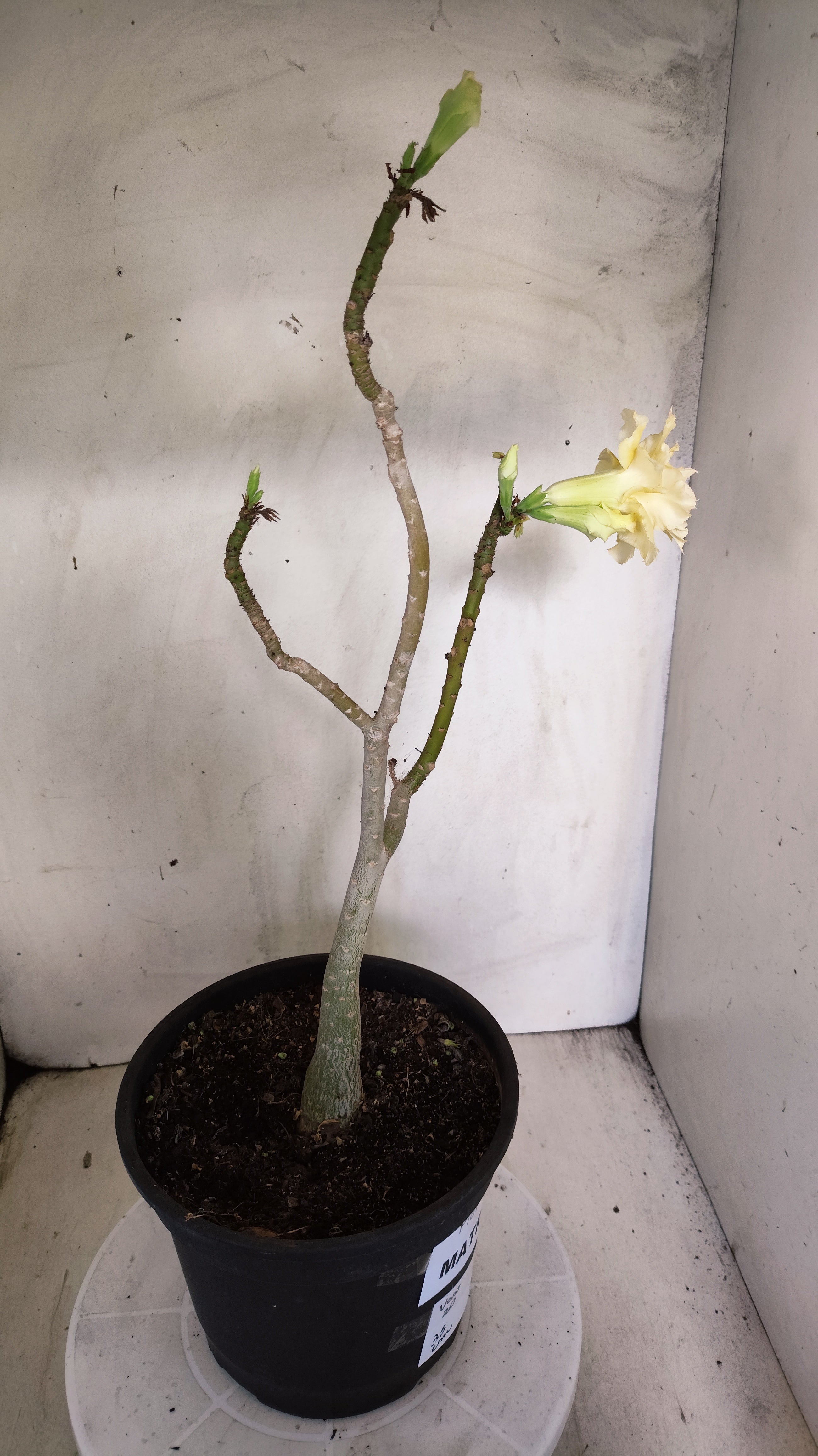 MATRIZ Planta Dobrada 246 – 35cm – 03 anos - Vaso 20