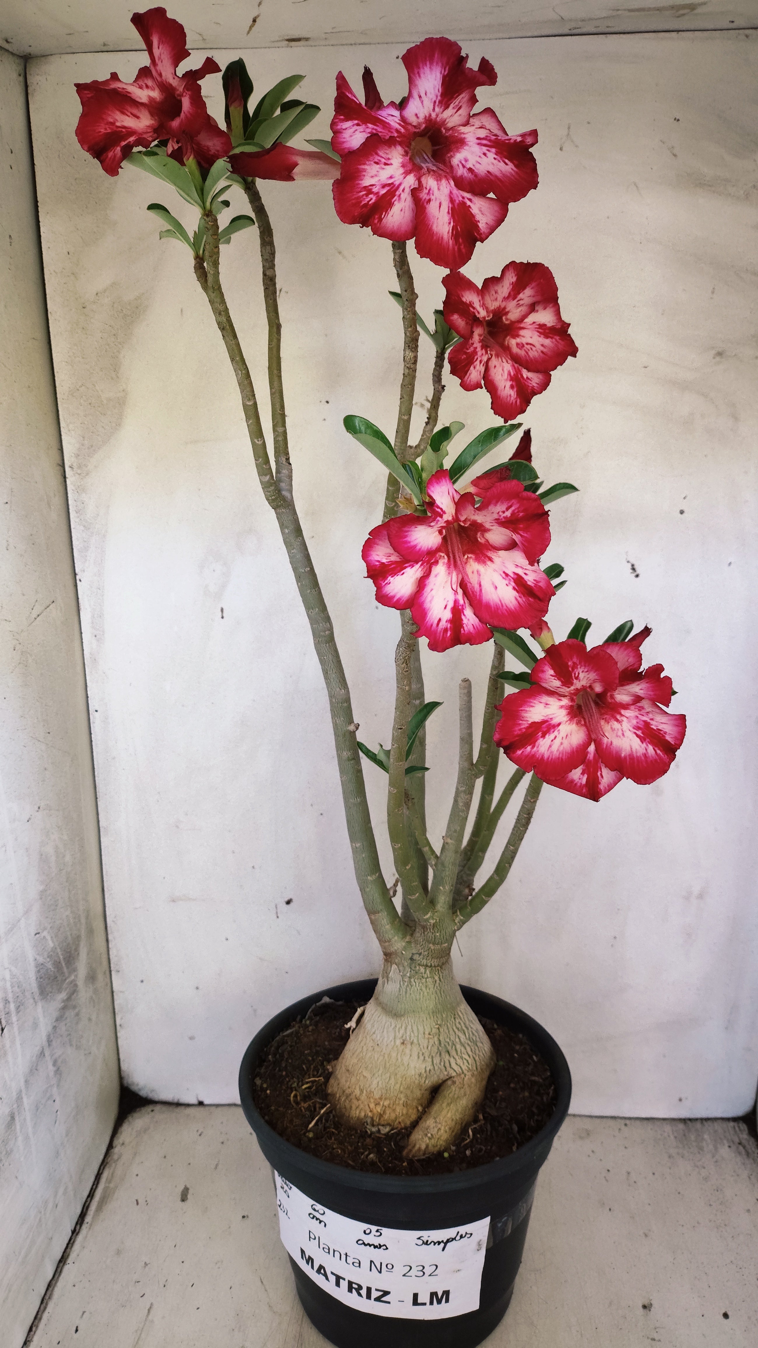 MATRIZ Planta Simples 232 – 60cm – 05 anos
