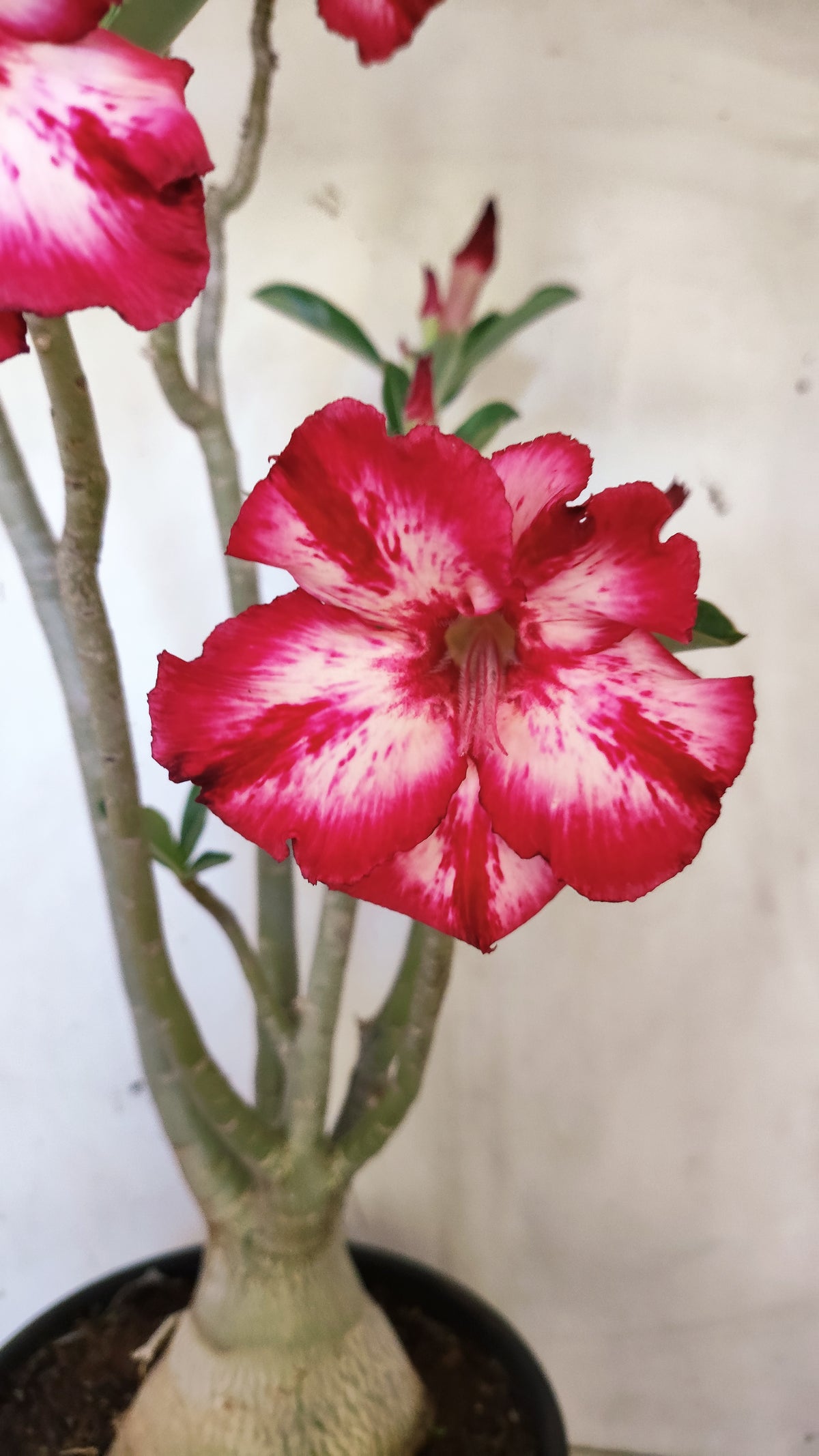 MATRIZ Planta Simples 232 – 60cm – 05 anos