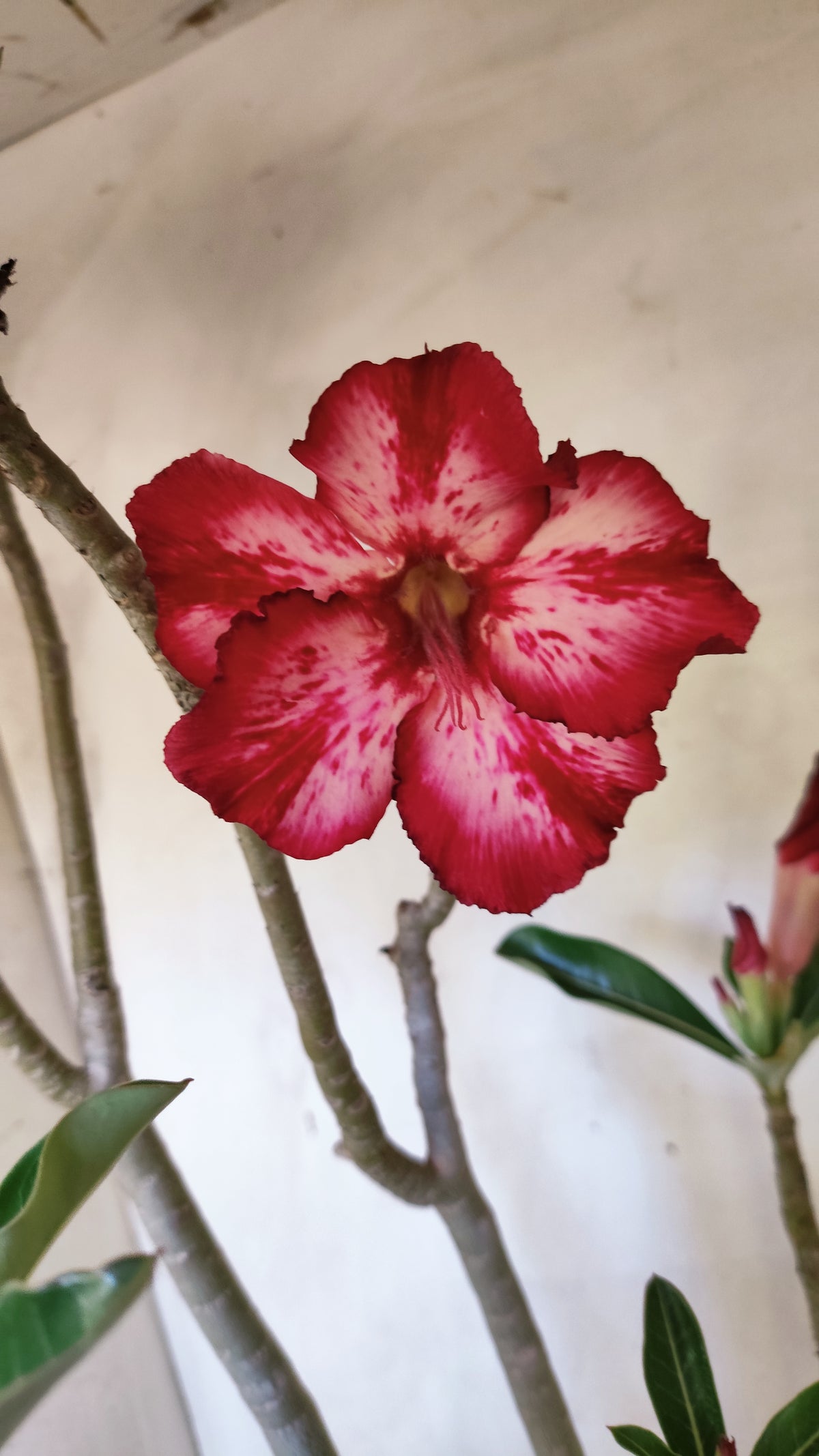 MATRIZ Planta Simples 232 – 60cm – 05 anos