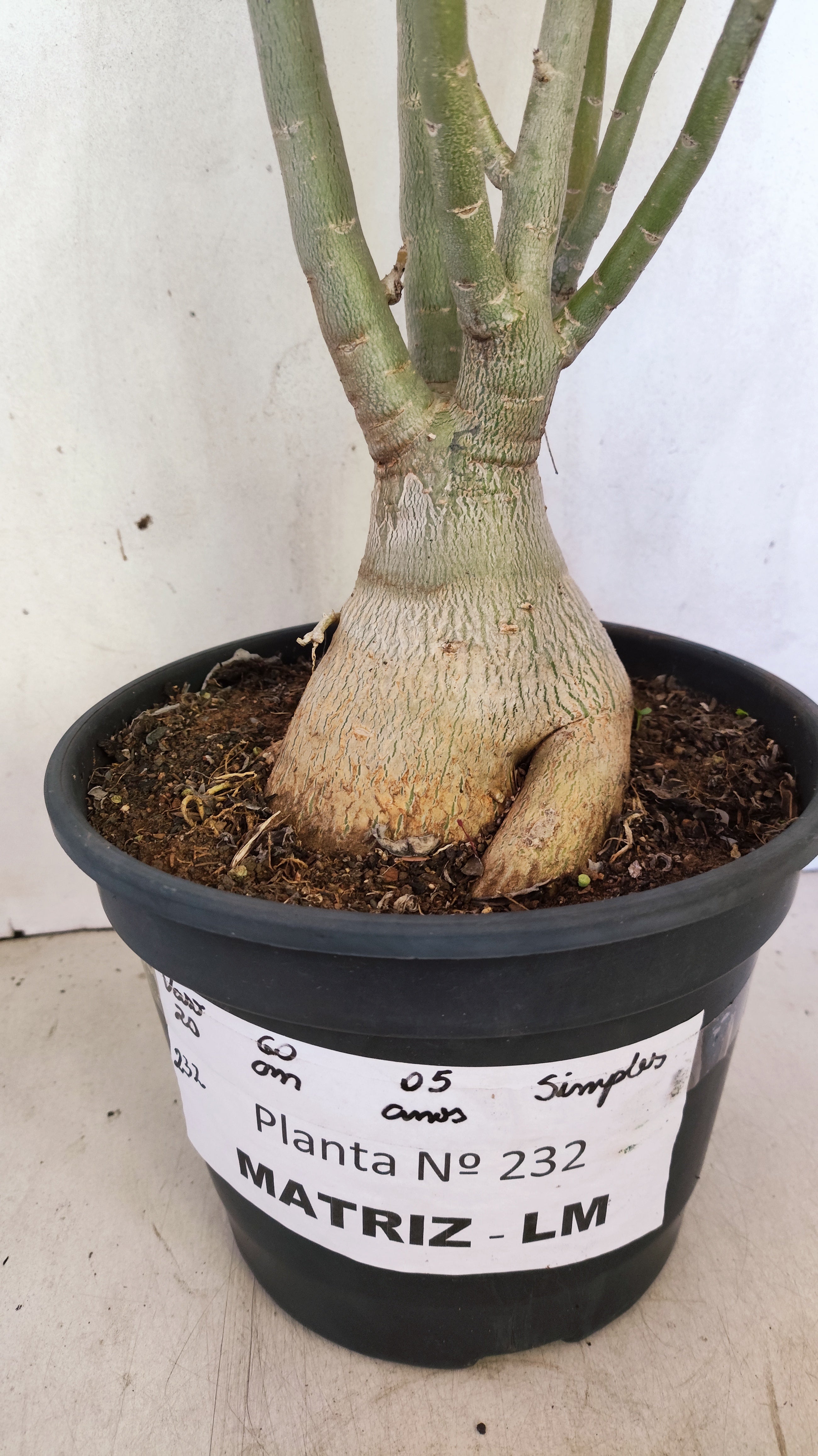 MATRIZ Planta Simples 232 – 60cm – 05 anos