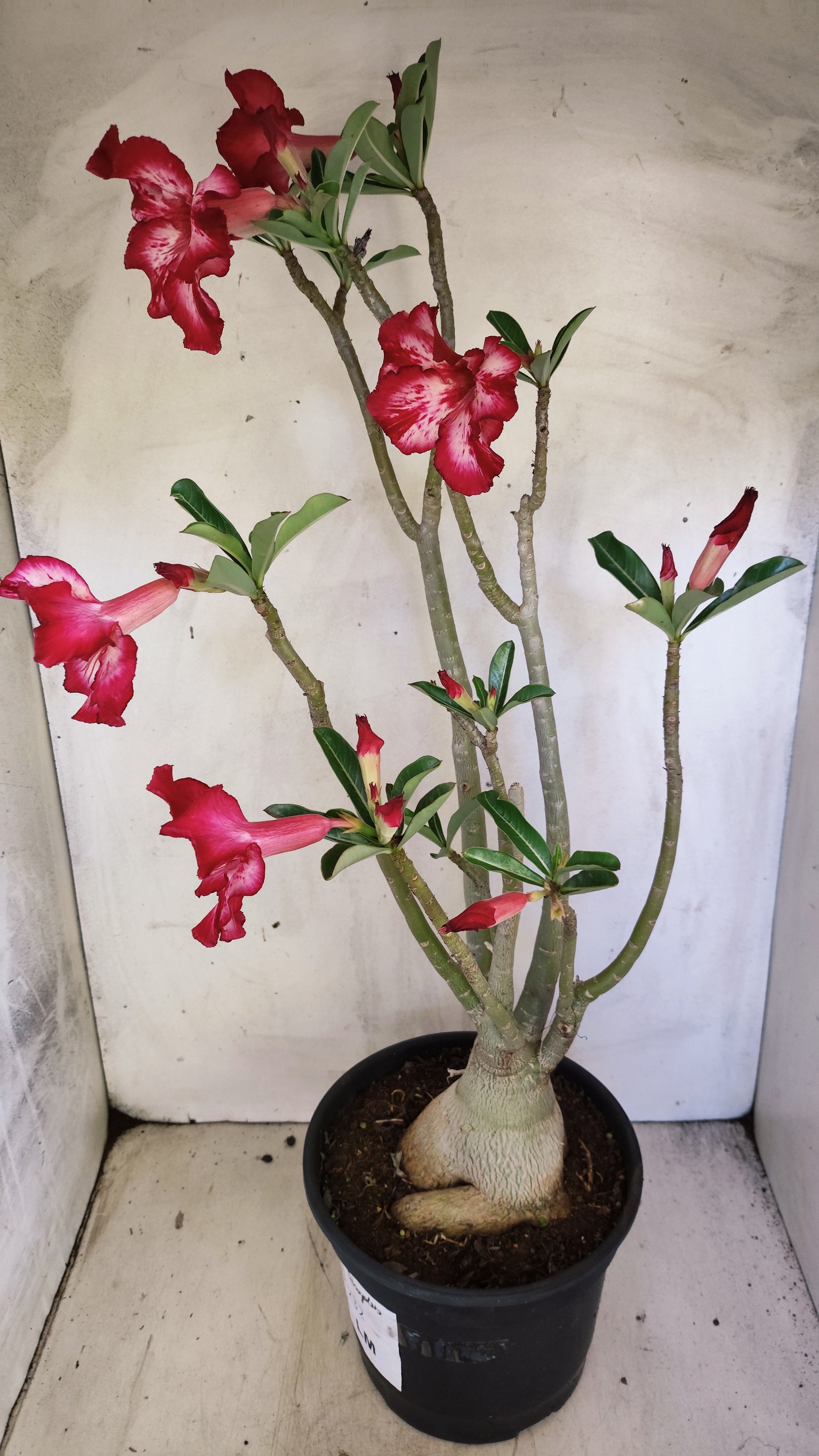 MATRIZ Planta Simples 232 – 60cm – 05 anos
