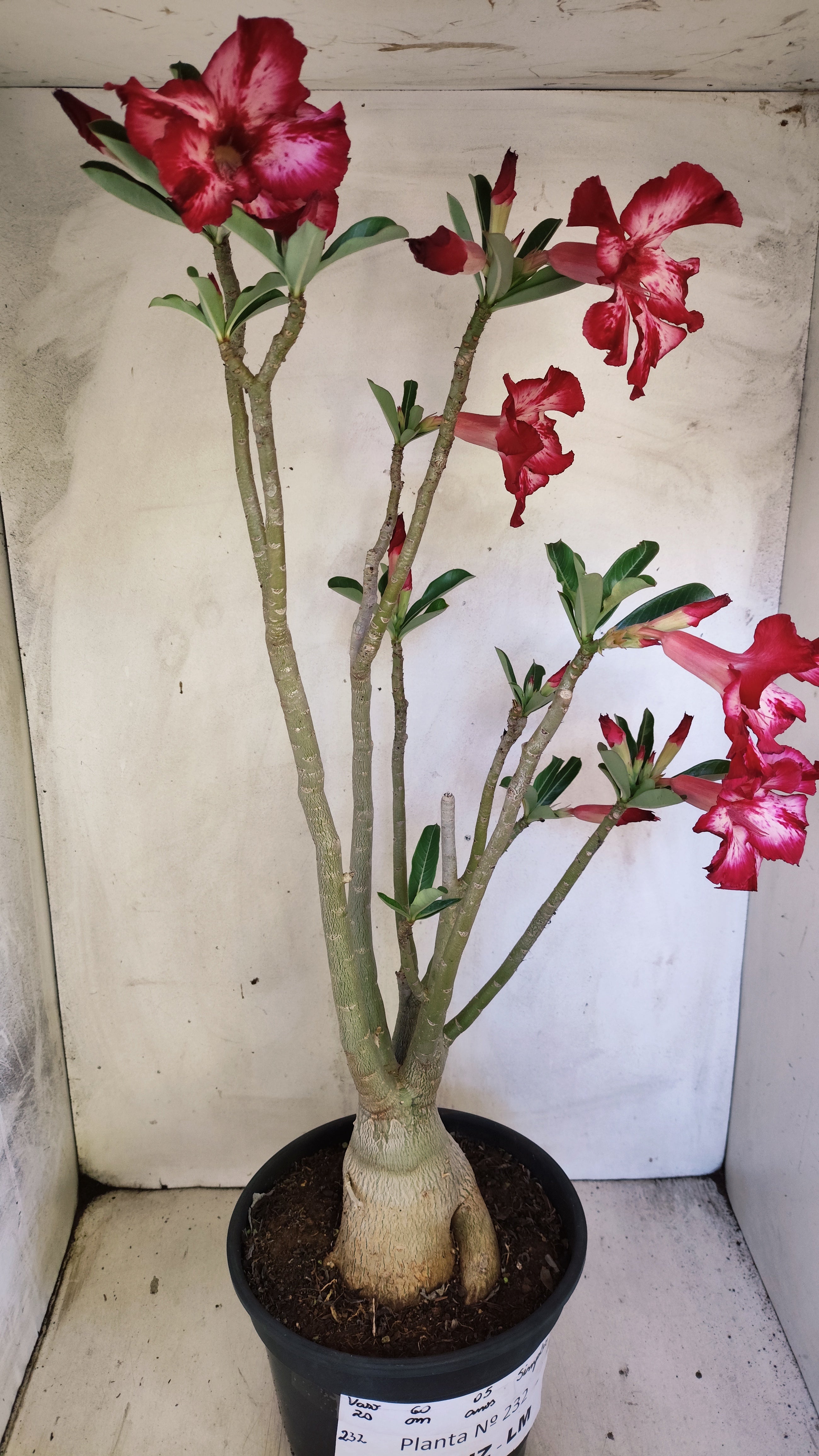 MATRIZ Planta Simples 232 – 60cm – 05 anos