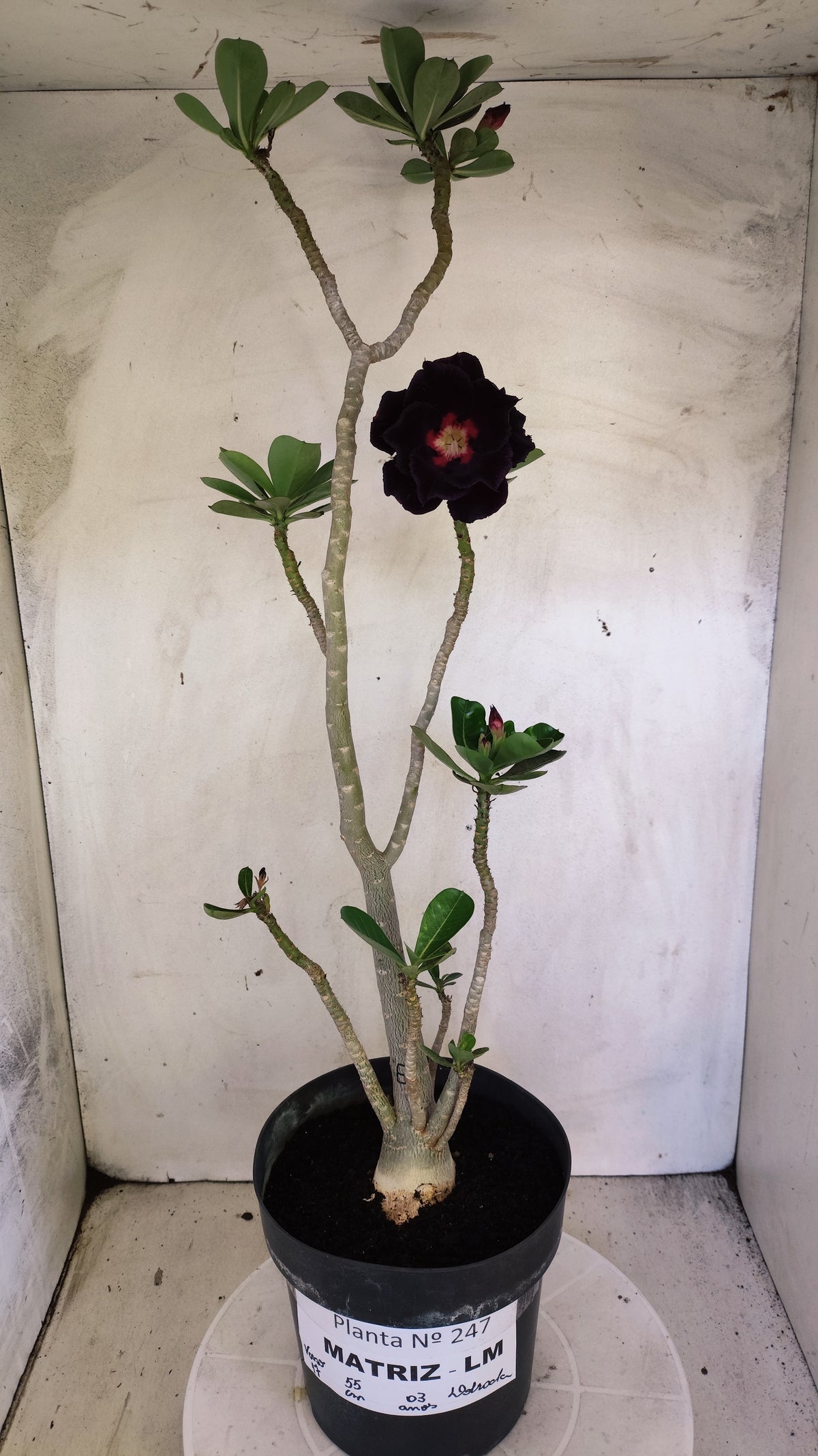 MATRIZ Planta Dobrada 247 – 55cm – 03 anos - Vaso 17