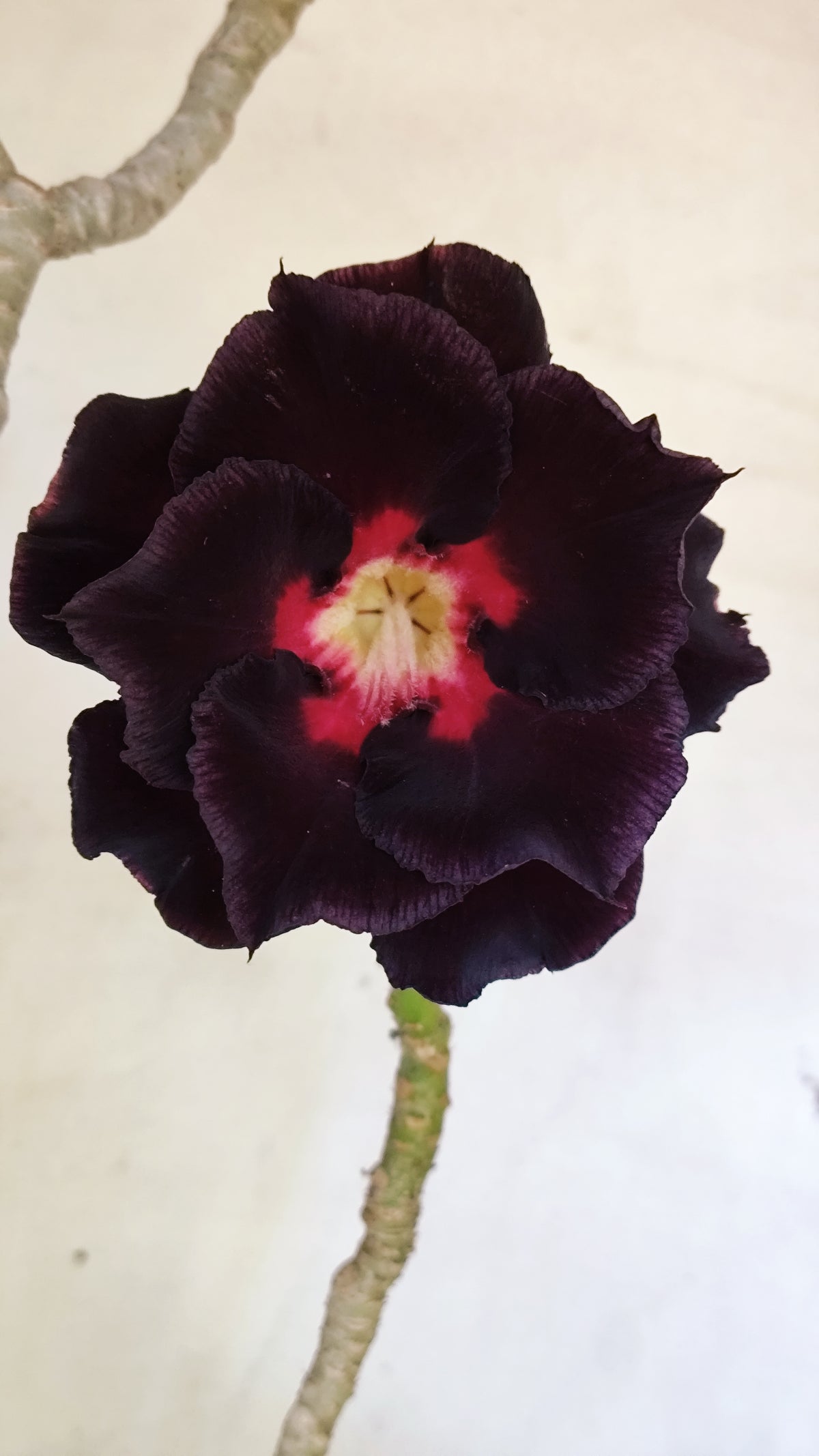 MATRIZ Planta Dobrada 180 – 40cm – 03 anos - Vaso 20
