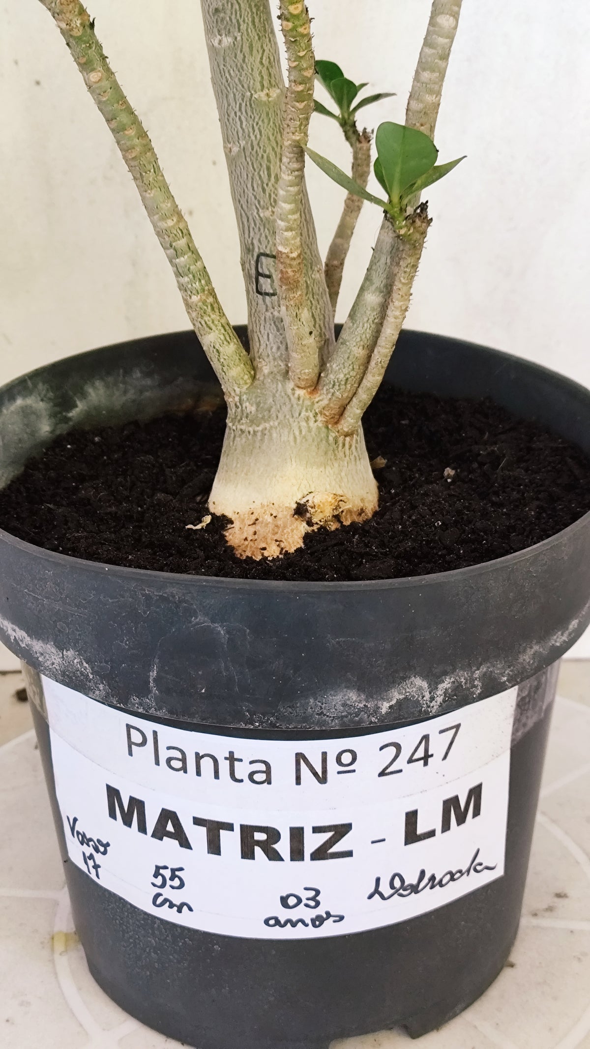 MATRIZ Planta Dobrada 180 – 40cm – 03 anos - Vaso 20
