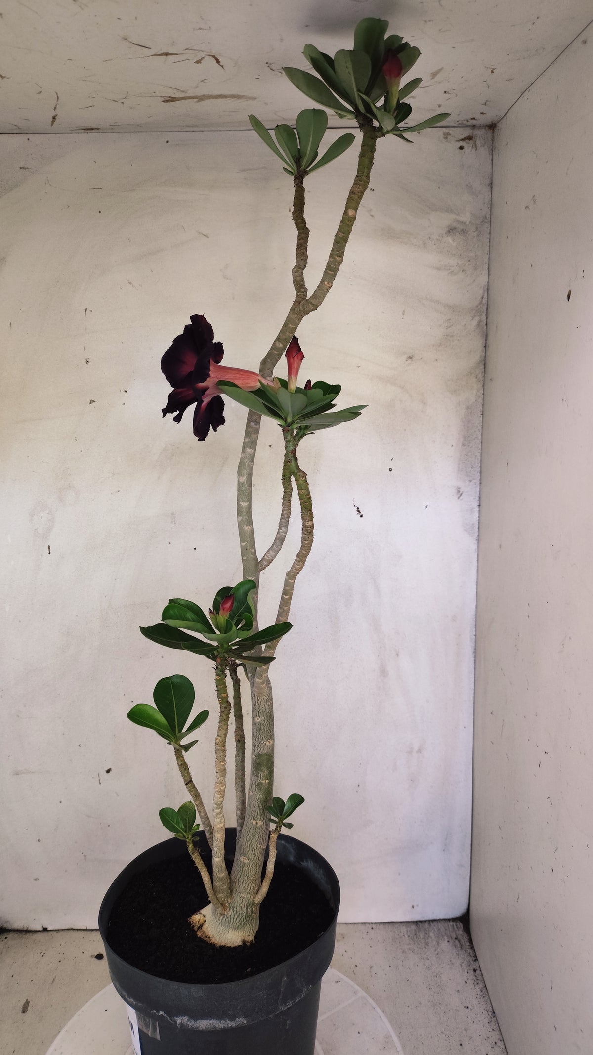 MATRIZ Planta Dobrada 180 – 40cm – 03 anos - Vaso 20