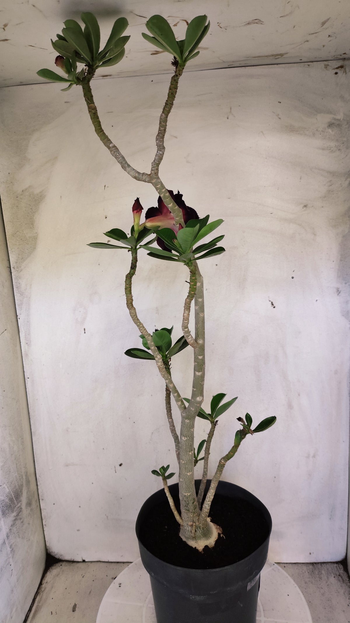 MATRIZ Planta Dobrada 180 – 40cm – 03 anos - Vaso 20
