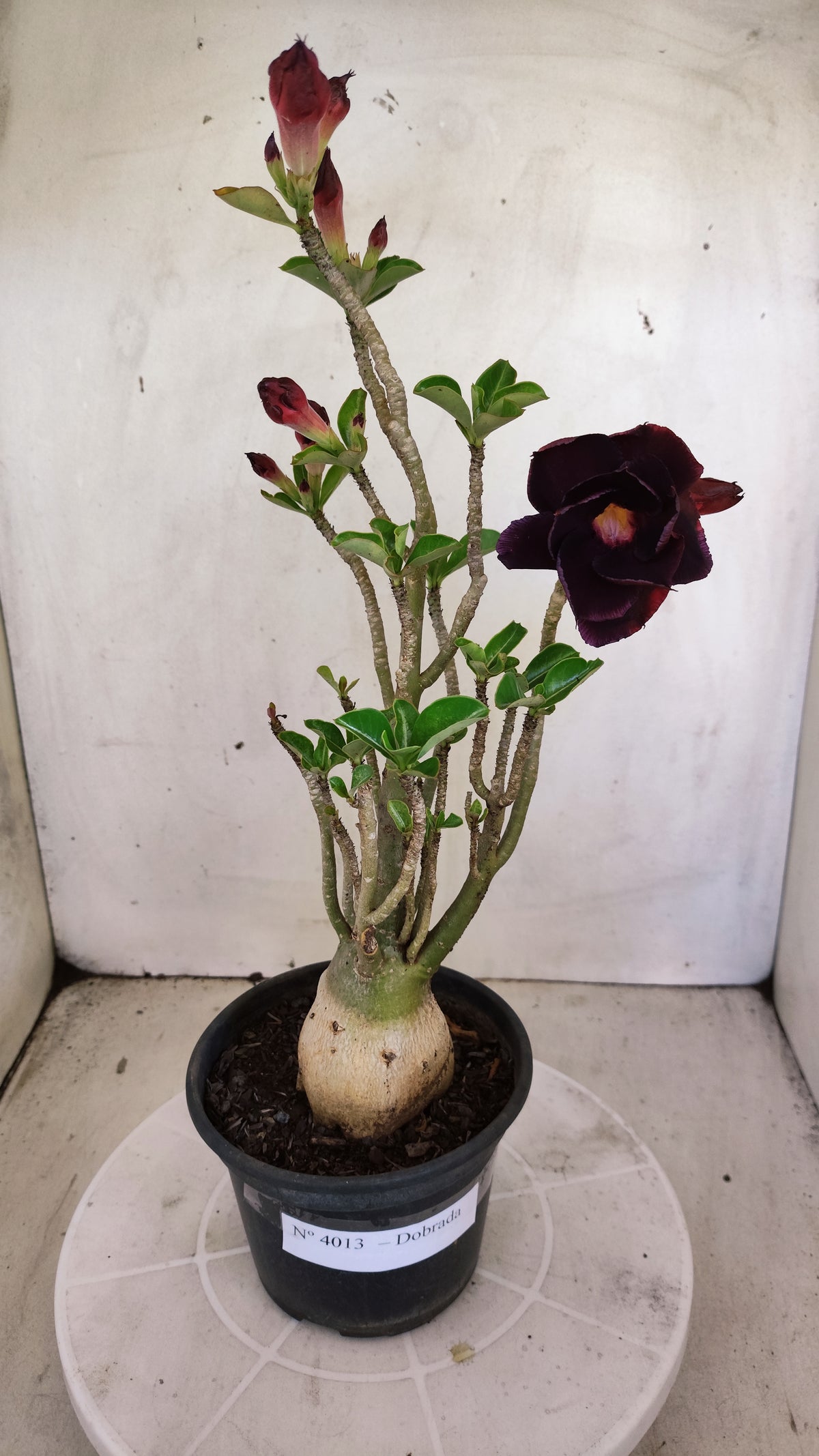 Planta Dobrada 4013 – 35cm – 03 anos - Vaso 15