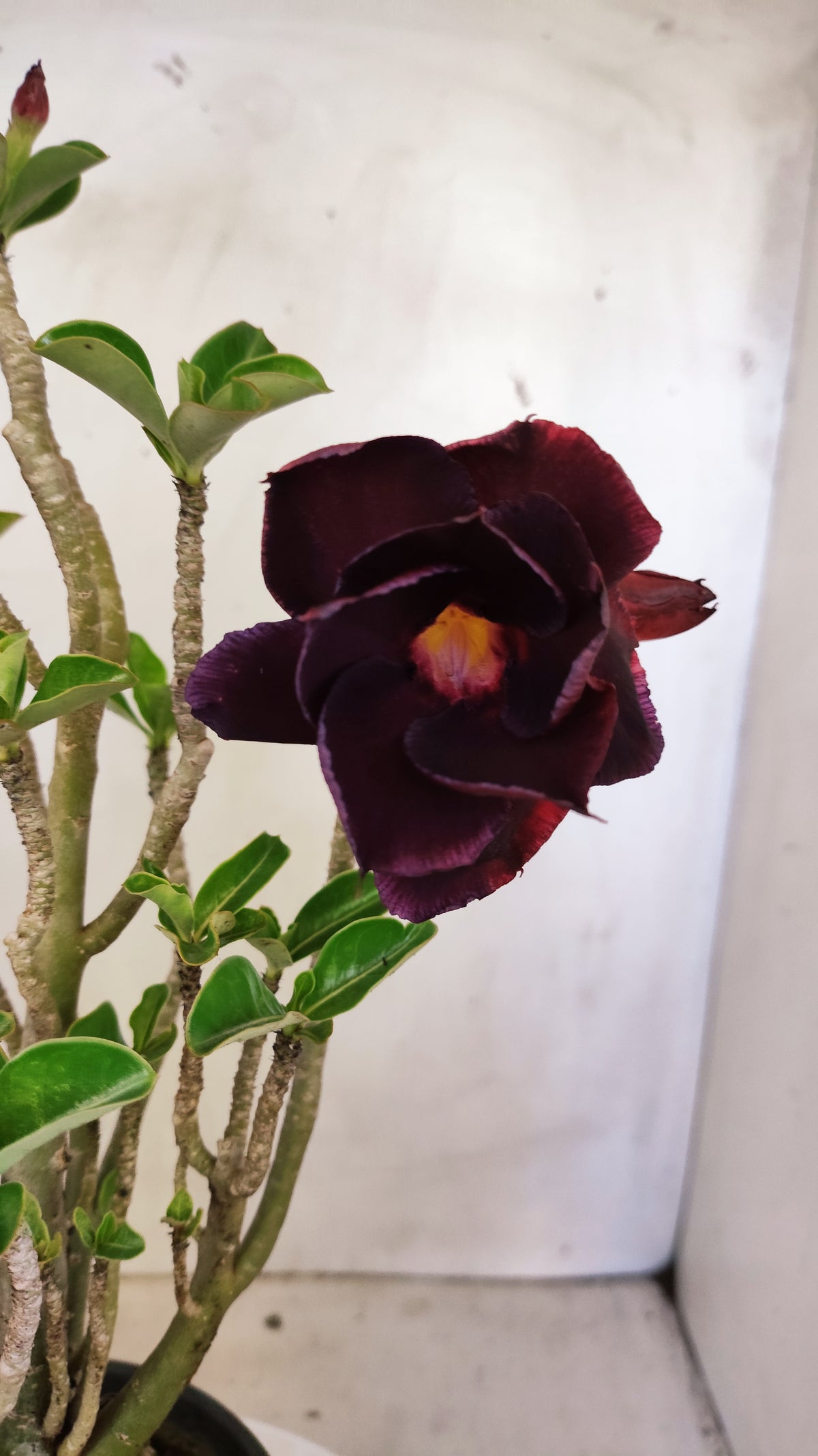 Planta Dobrada 4013 – 35cm – 03 anos - Vaso 15
