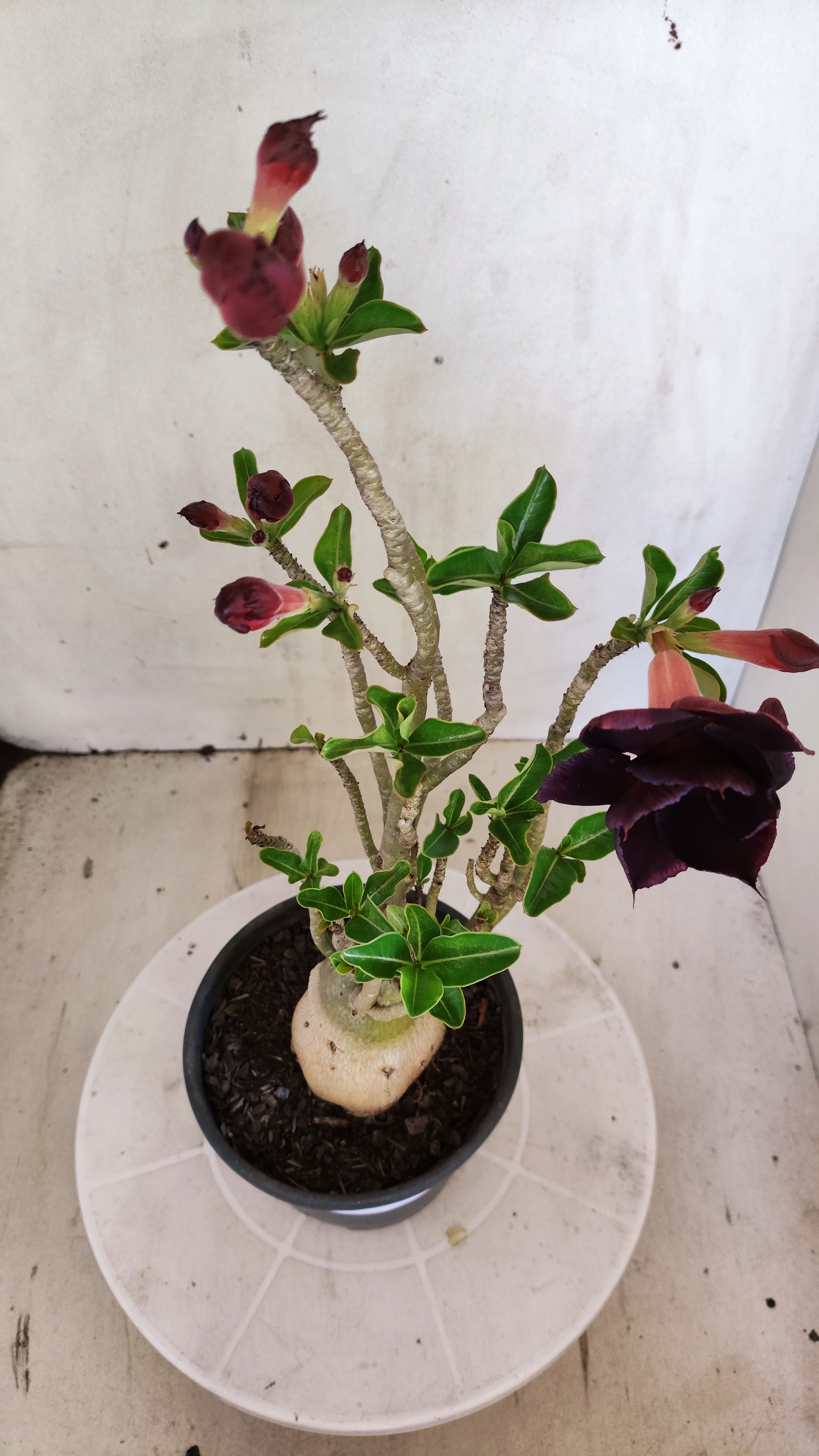 Planta Dobrada 4013 – 35cm – 03 anos - Vaso 15