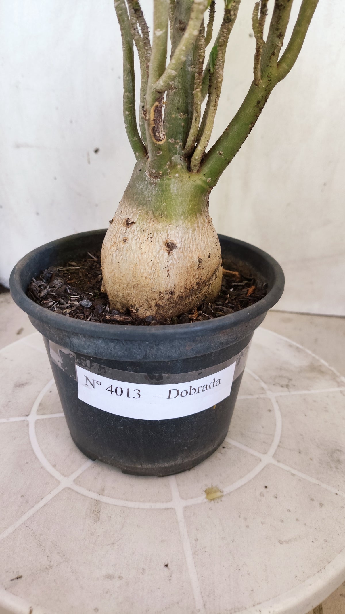 Planta Dobrada 4013 – 35cm – 03 anos - Vaso 15