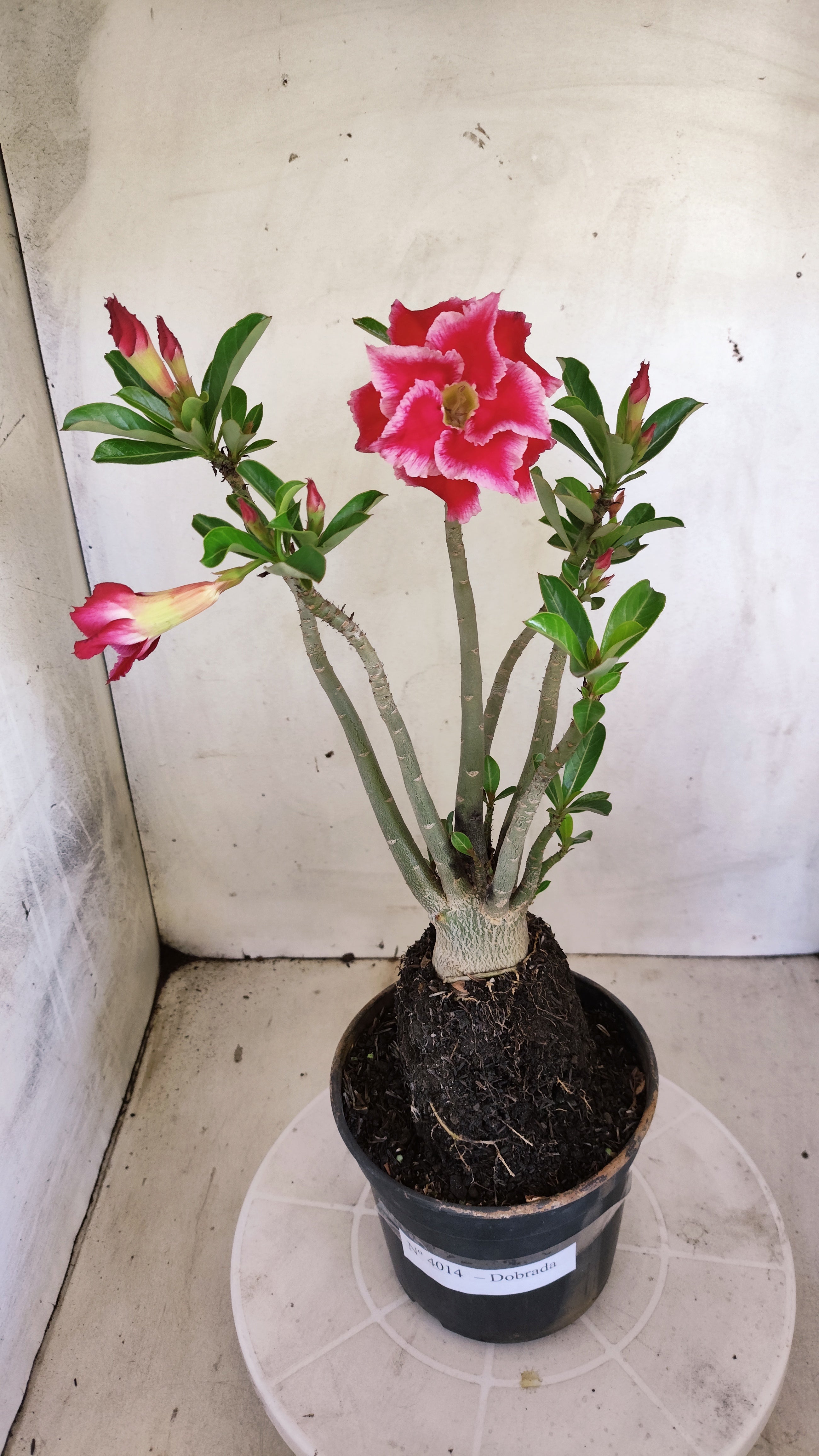 Planta Dobrada 4014 – 35cm – 03 anos - Vaso 15